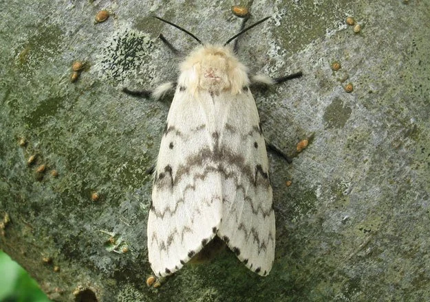 gypsy moth.jpg