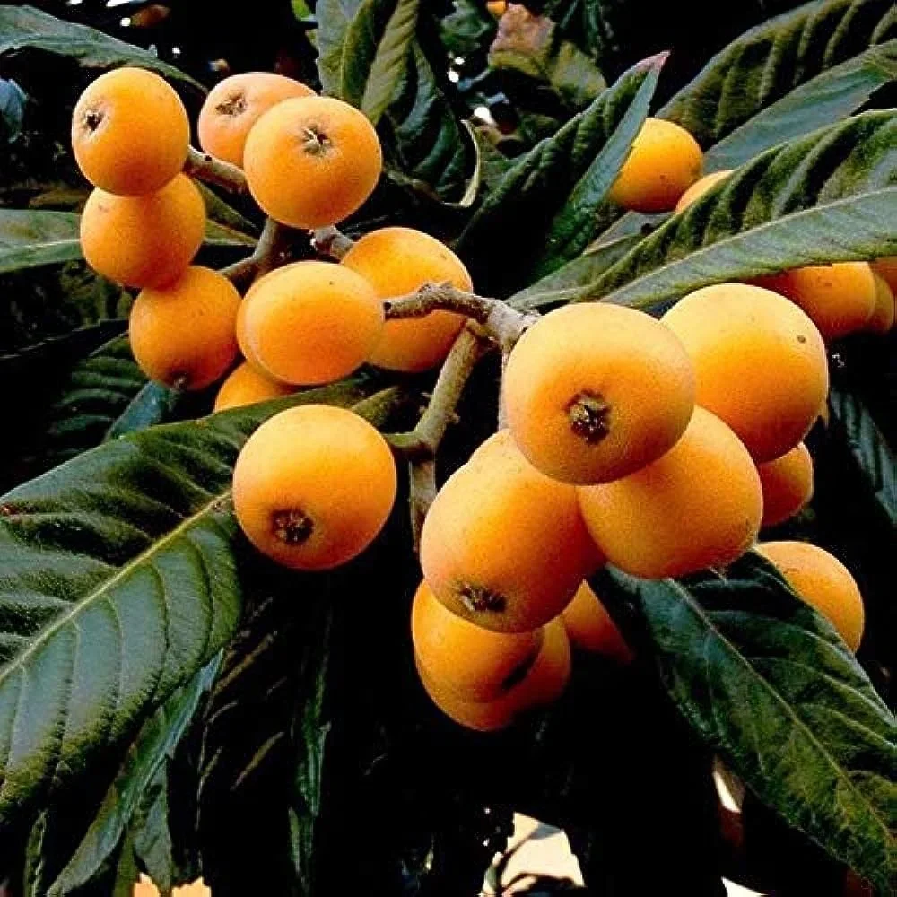 loquats.webp