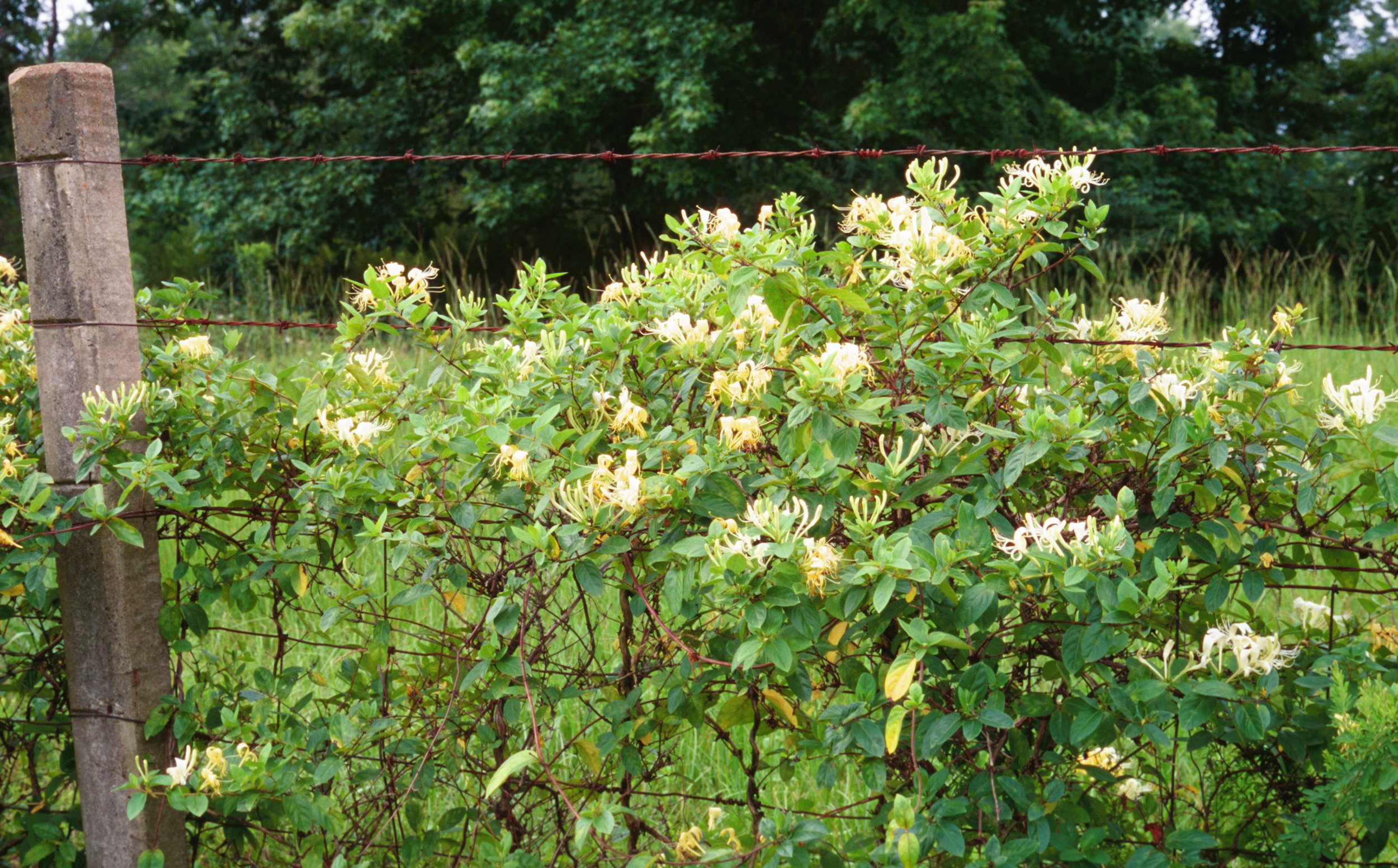 honeysuckle.jpg