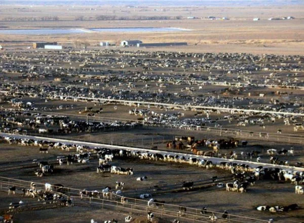 feedlot.jpeg