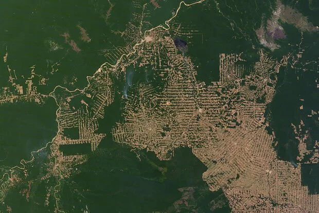 amazon deforestation.jpg