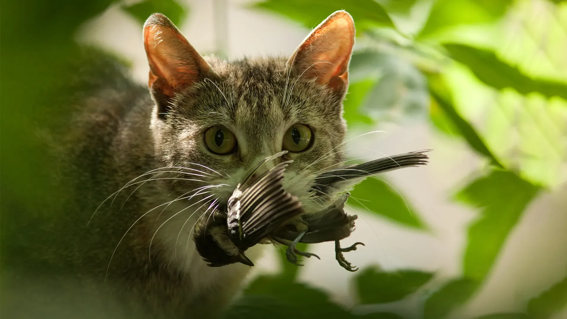 The Nuance of Invasive Species