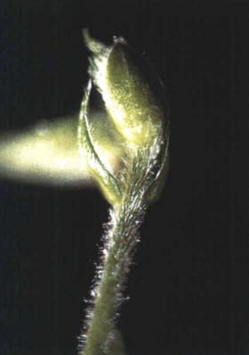 Susceptible, Juvenille Tissue 
