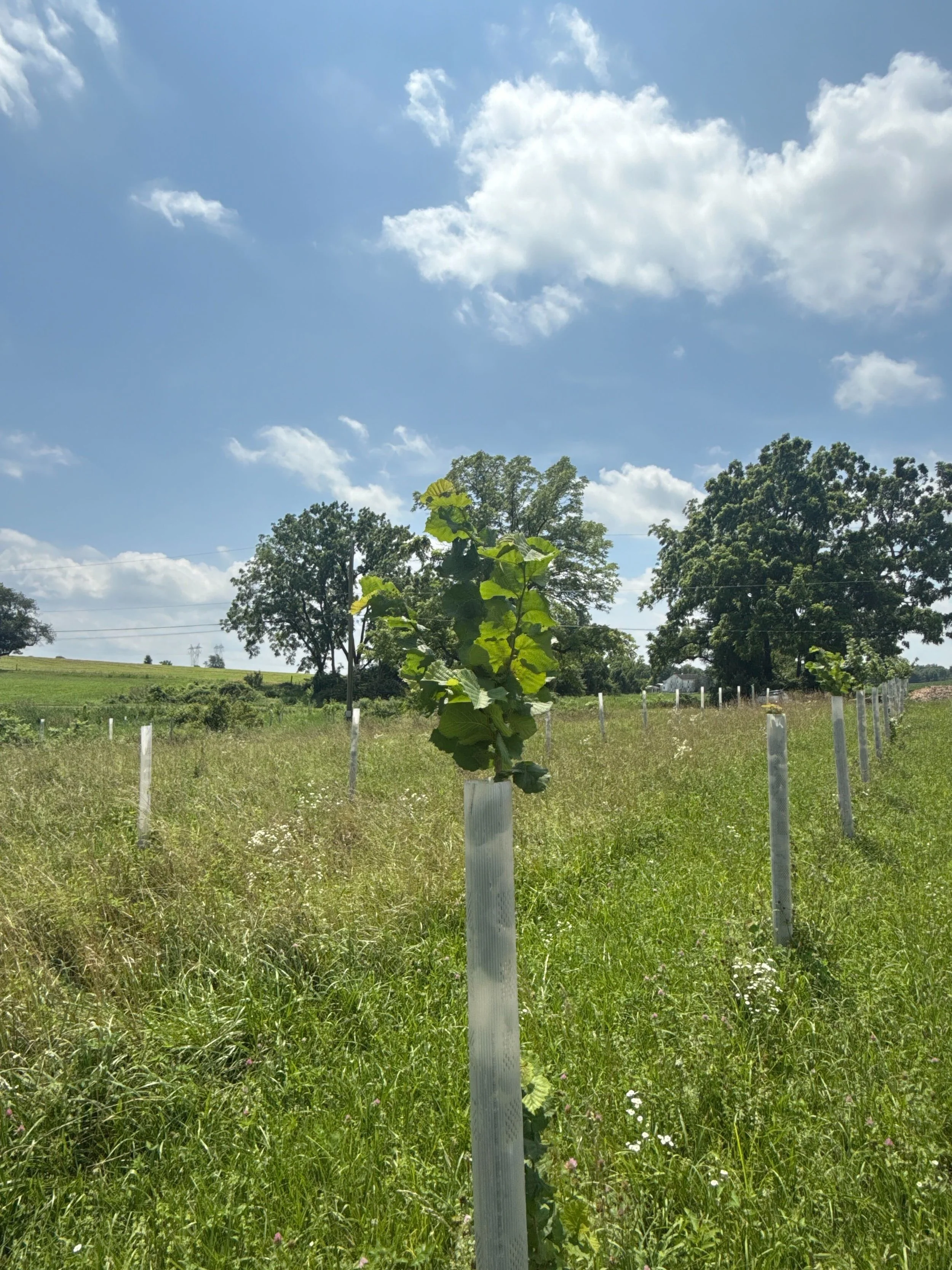 Eastern Filbert Blight: A Tale of Two Hazelnuts