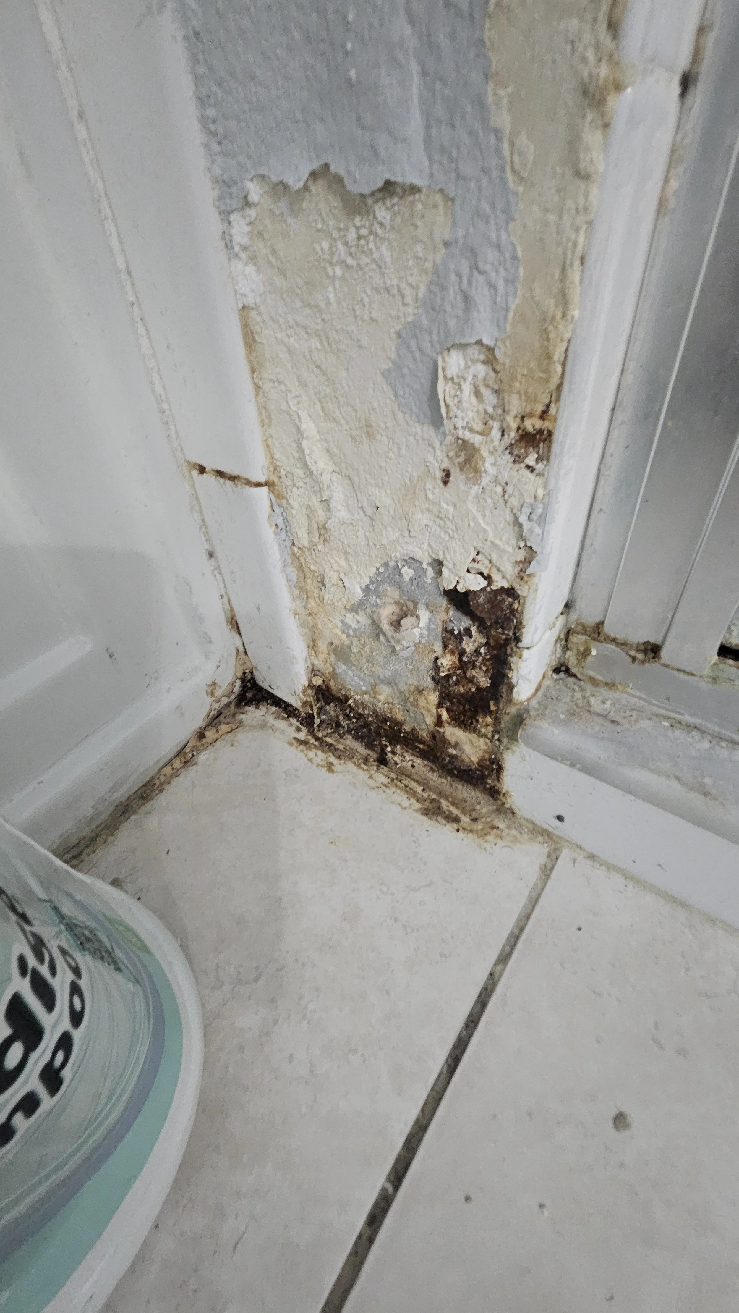 Beyond the Scrubber: Unmasking the Hidden Dangers of Shower Mold in Your Tampa Home