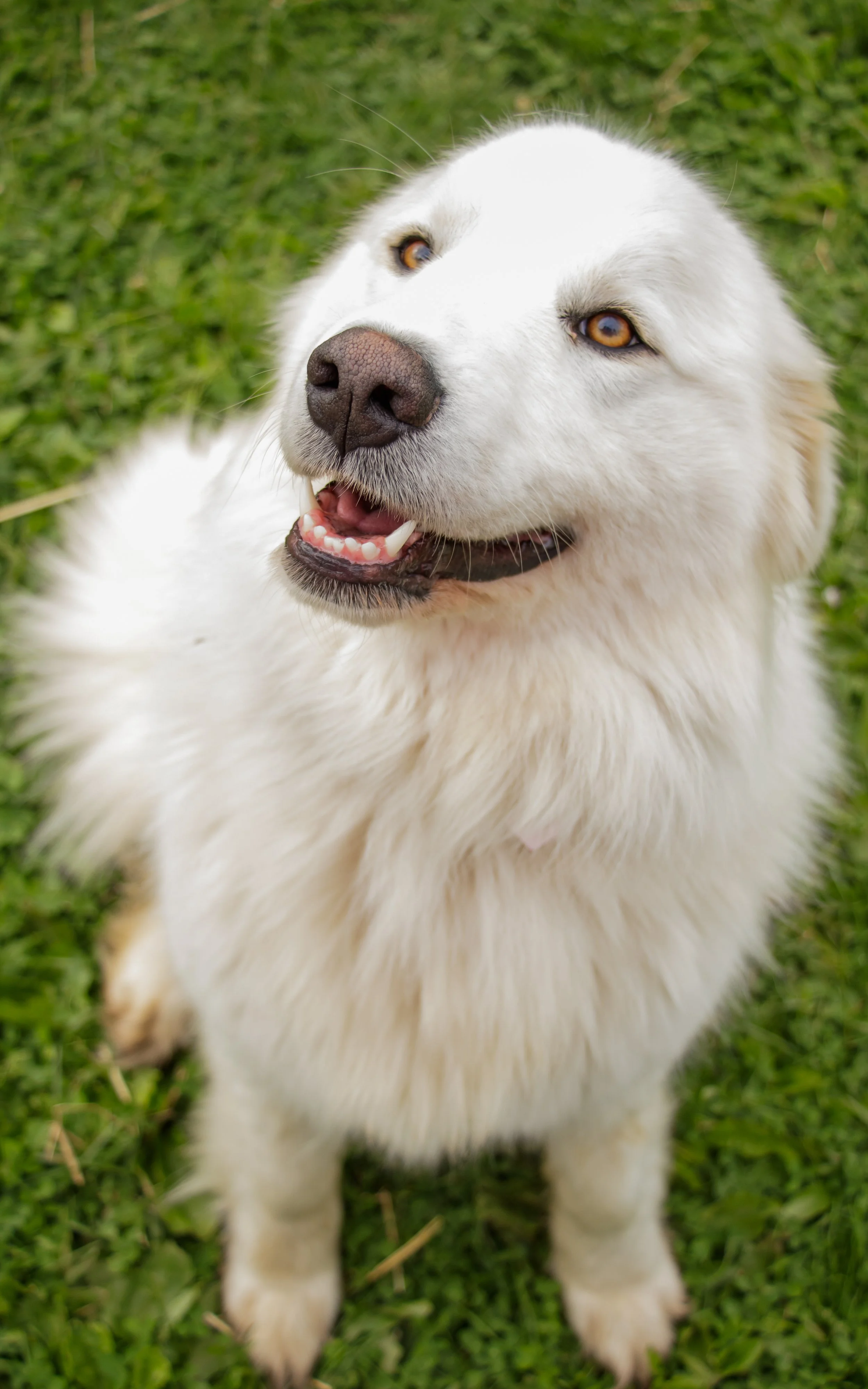 Close-up of a white dog with light brown eyes sitting on green grass.