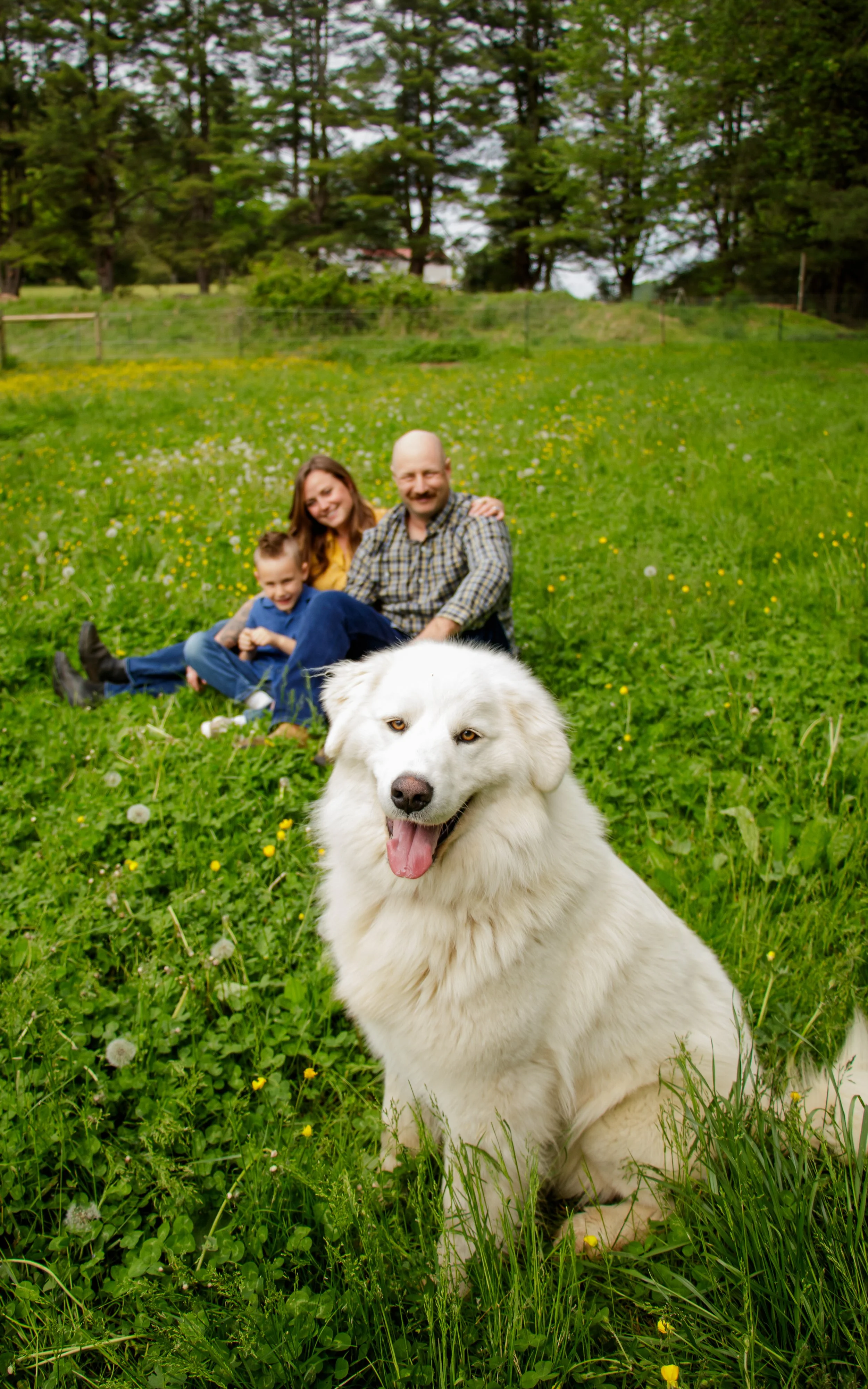 A happy white dog sitting in a grassy field with yellow and white flowers, with a family of three and trees in the background.