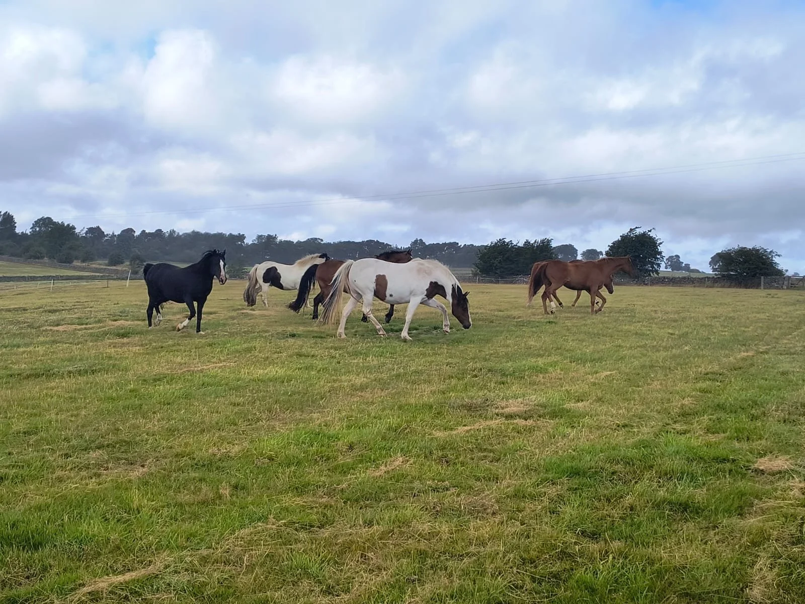 Our herd IMG-20260725-WA0008 (002).jpg