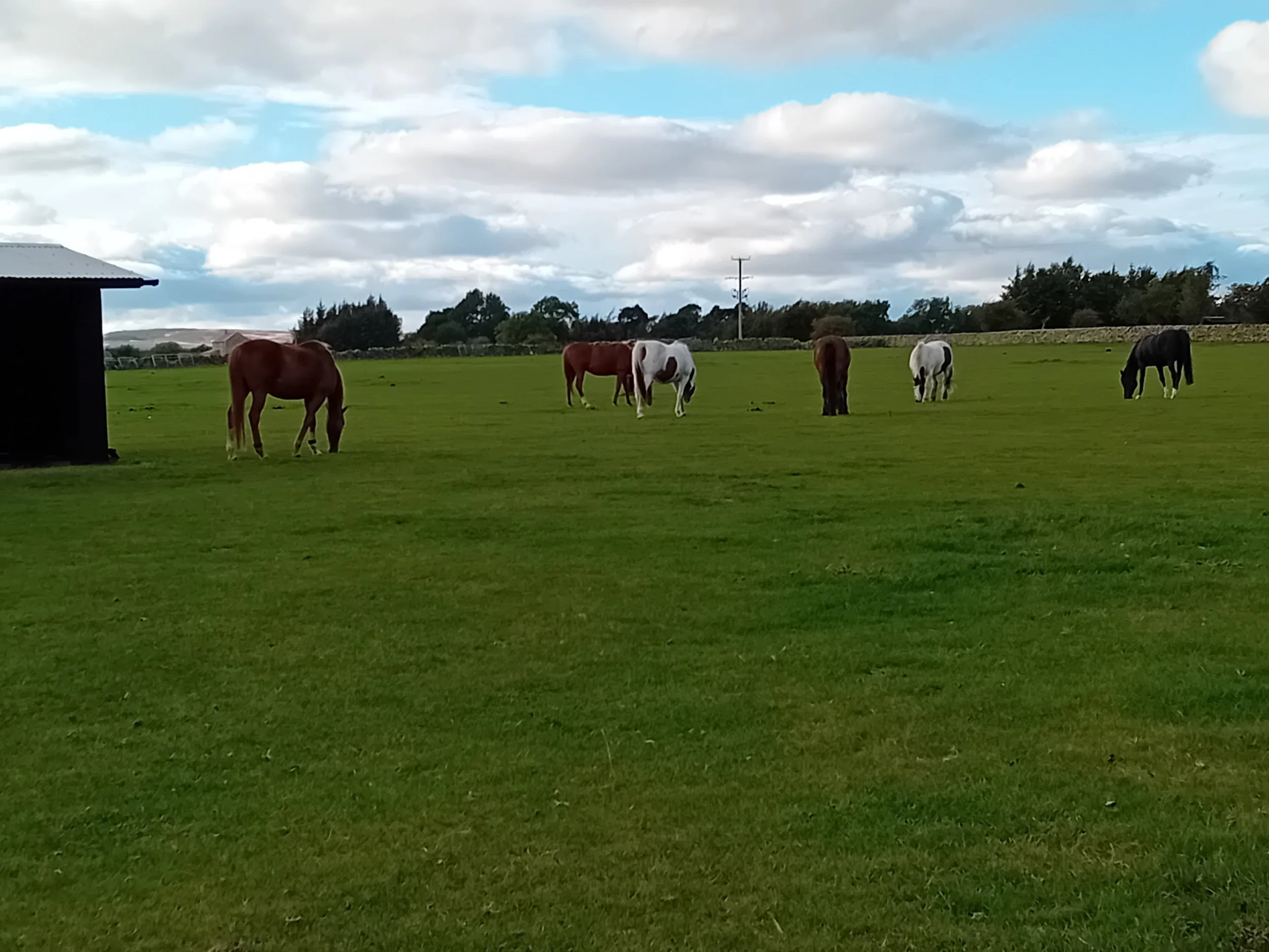 Happily grazing at Percy Beck.jpg