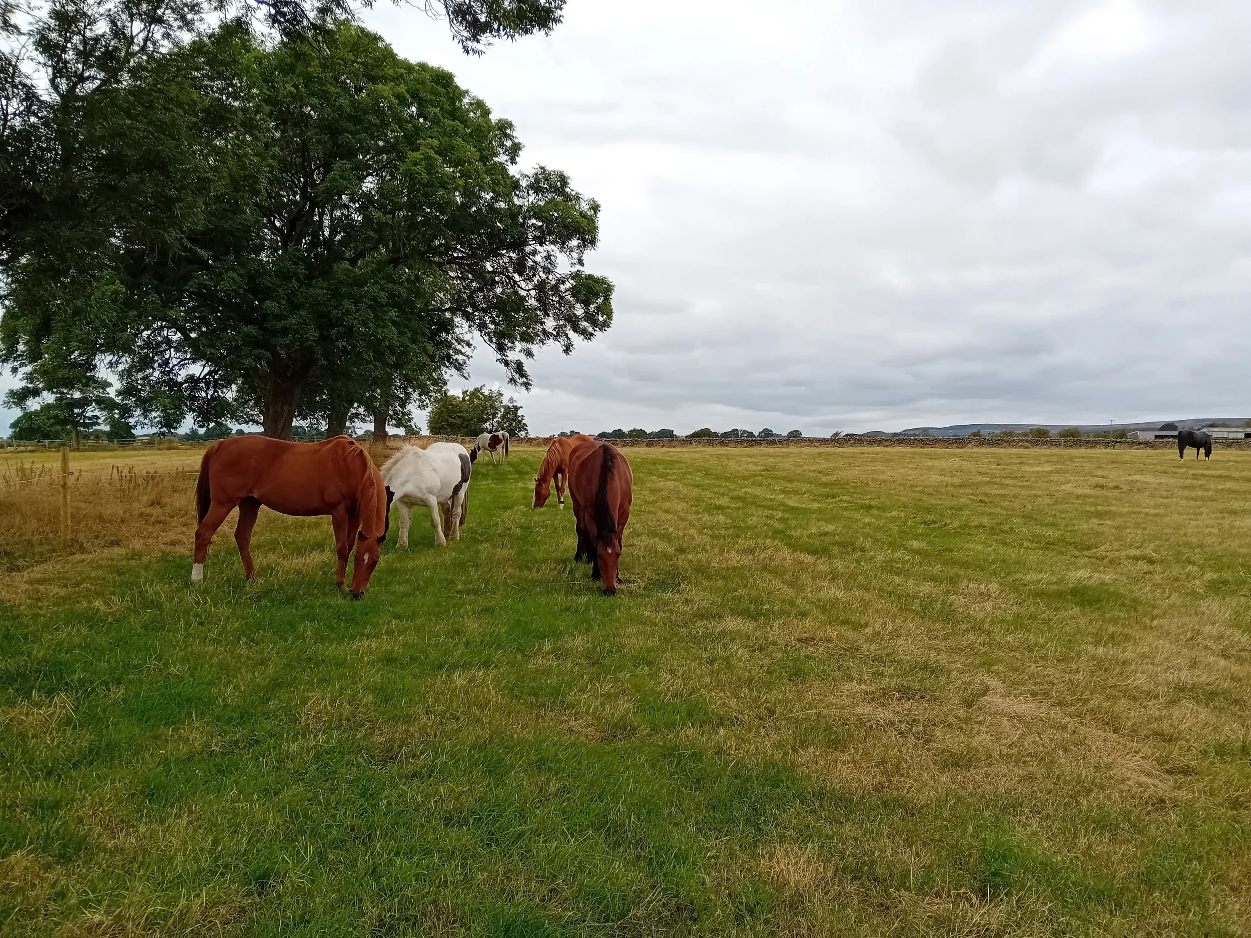 Enjoying the grazing.jpg