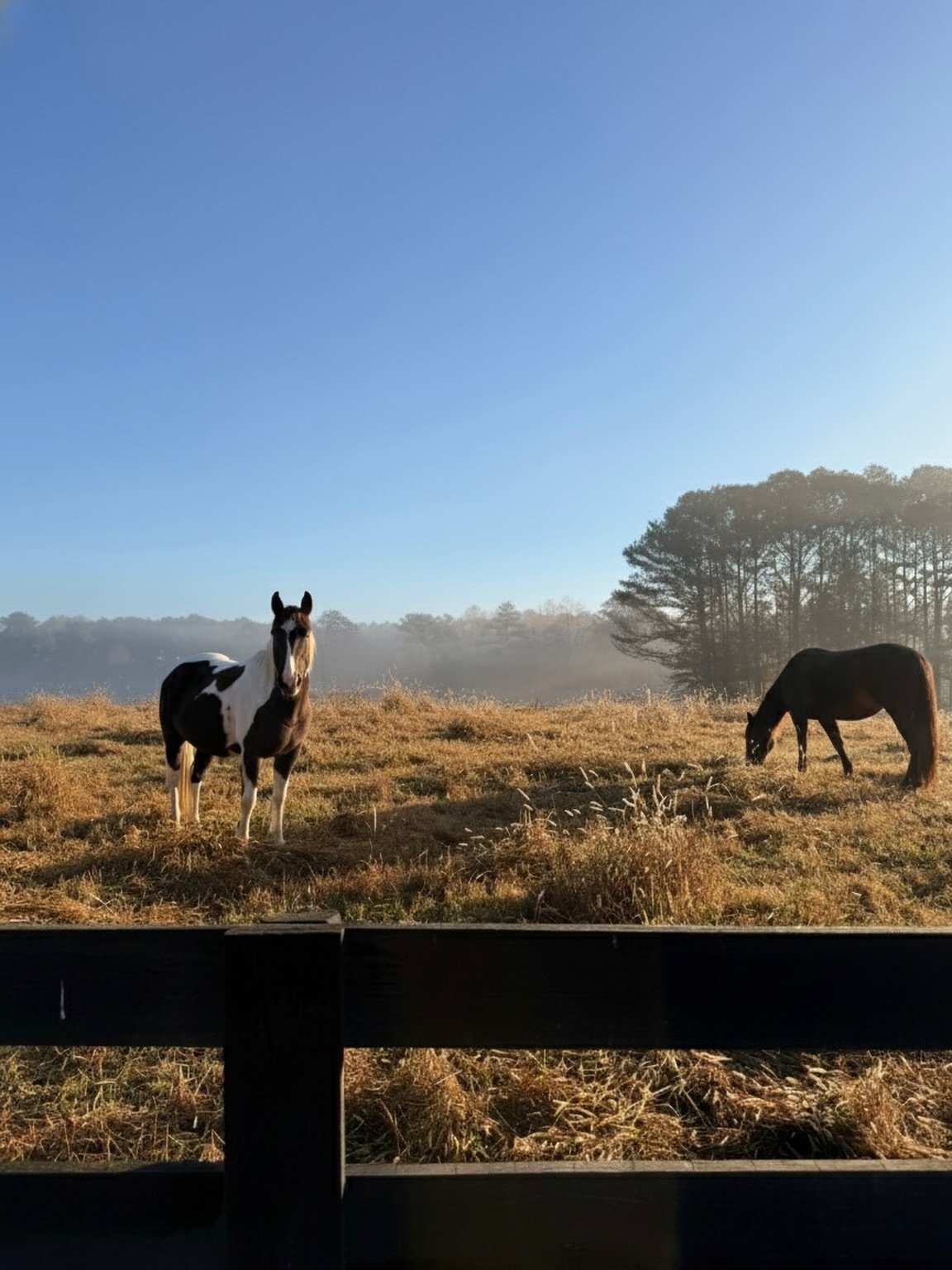 the morning commute in this beautiful place our school calls home. 

@serenbe #chattahoocheehills