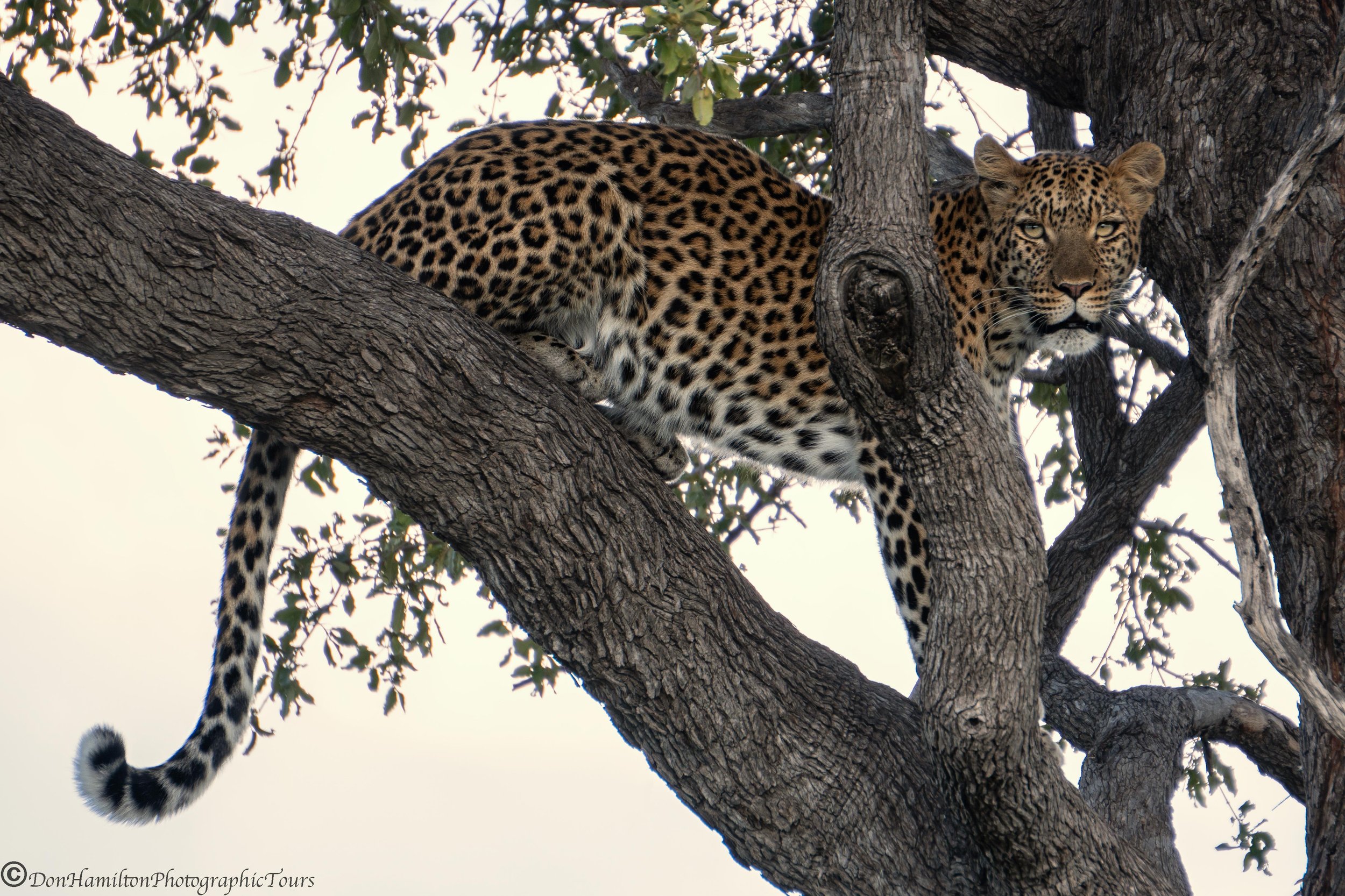 Leopard-Stare-Down_IMG2442.jpg