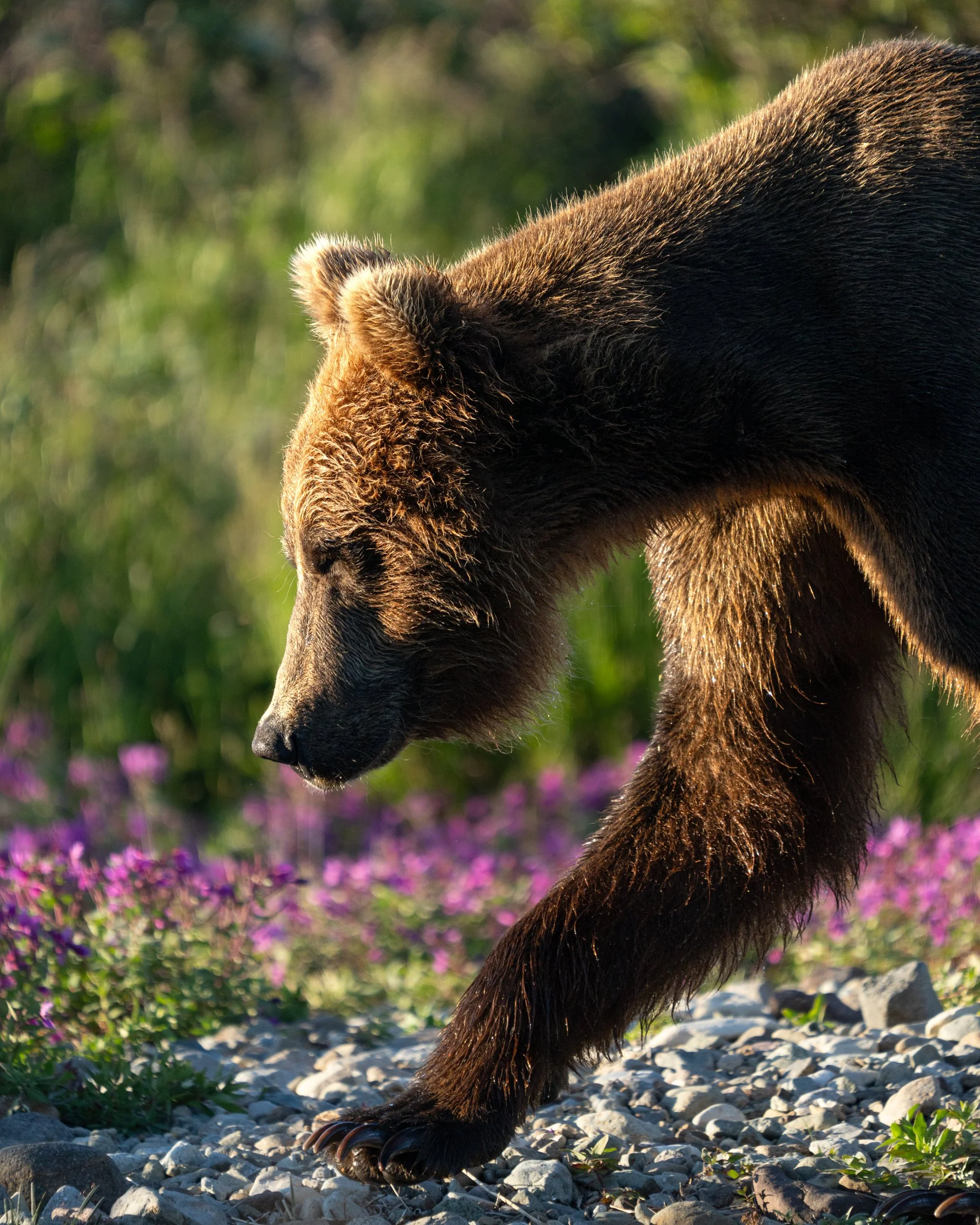 CoastalBrownBears-8000-AlexKent-Social.jpg