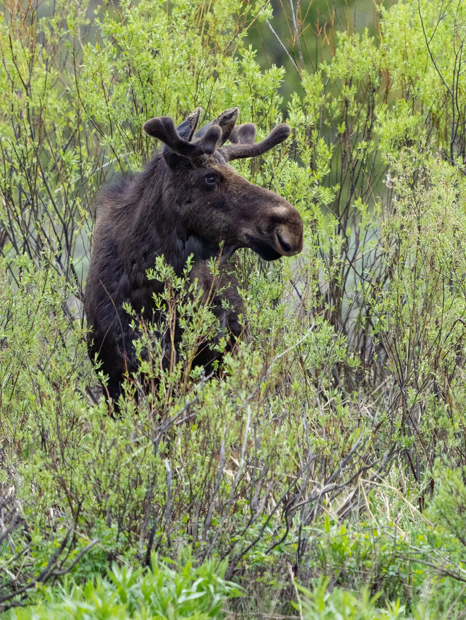 © Leigh and Raymond Polen