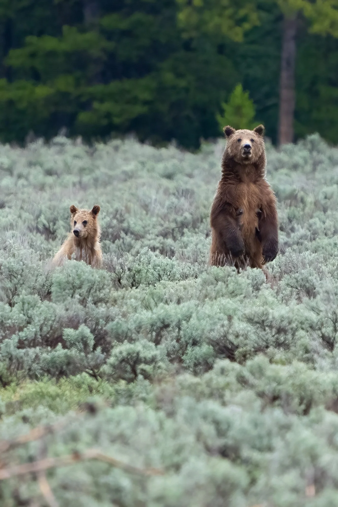 © Leigh and Raymond Polen