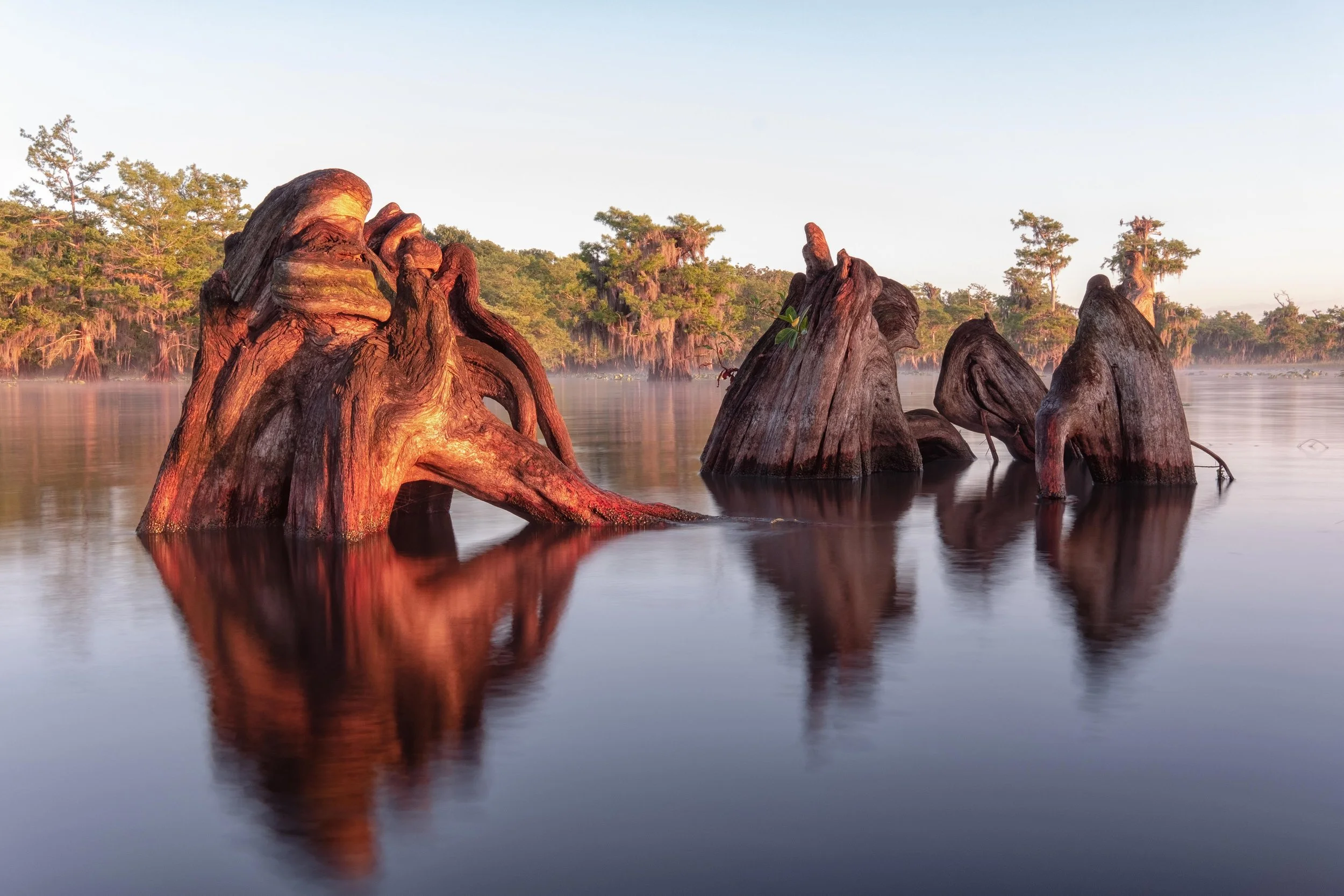Blue-Cypress-Knees_DSF6265.jpg