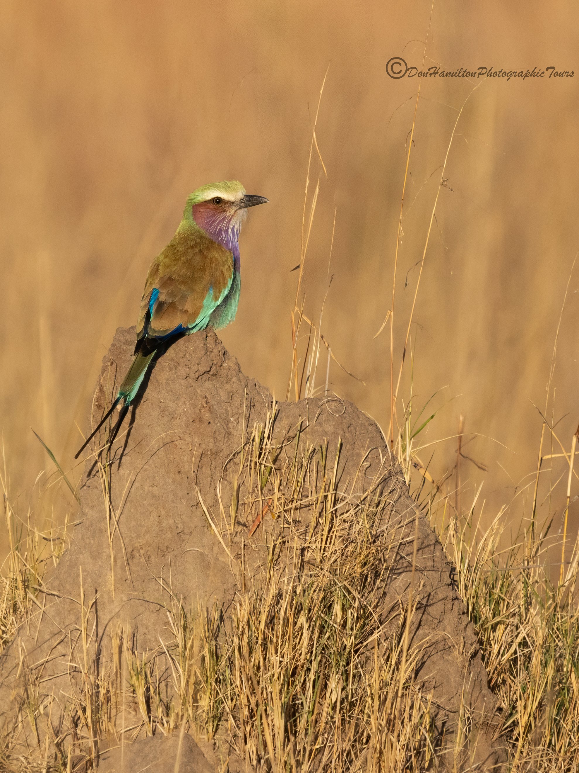 Lilac-Breasted-roller_6100827.jpg