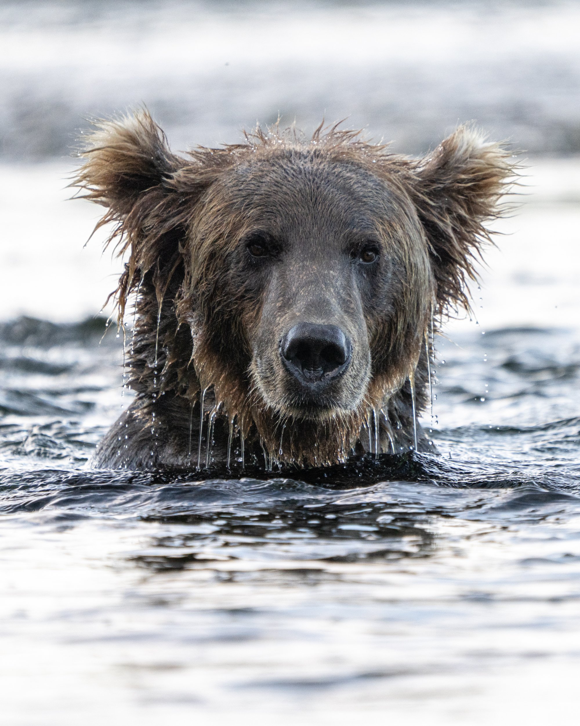 CoastalBrownBears-7860-AlexKent-Social-2.jpg