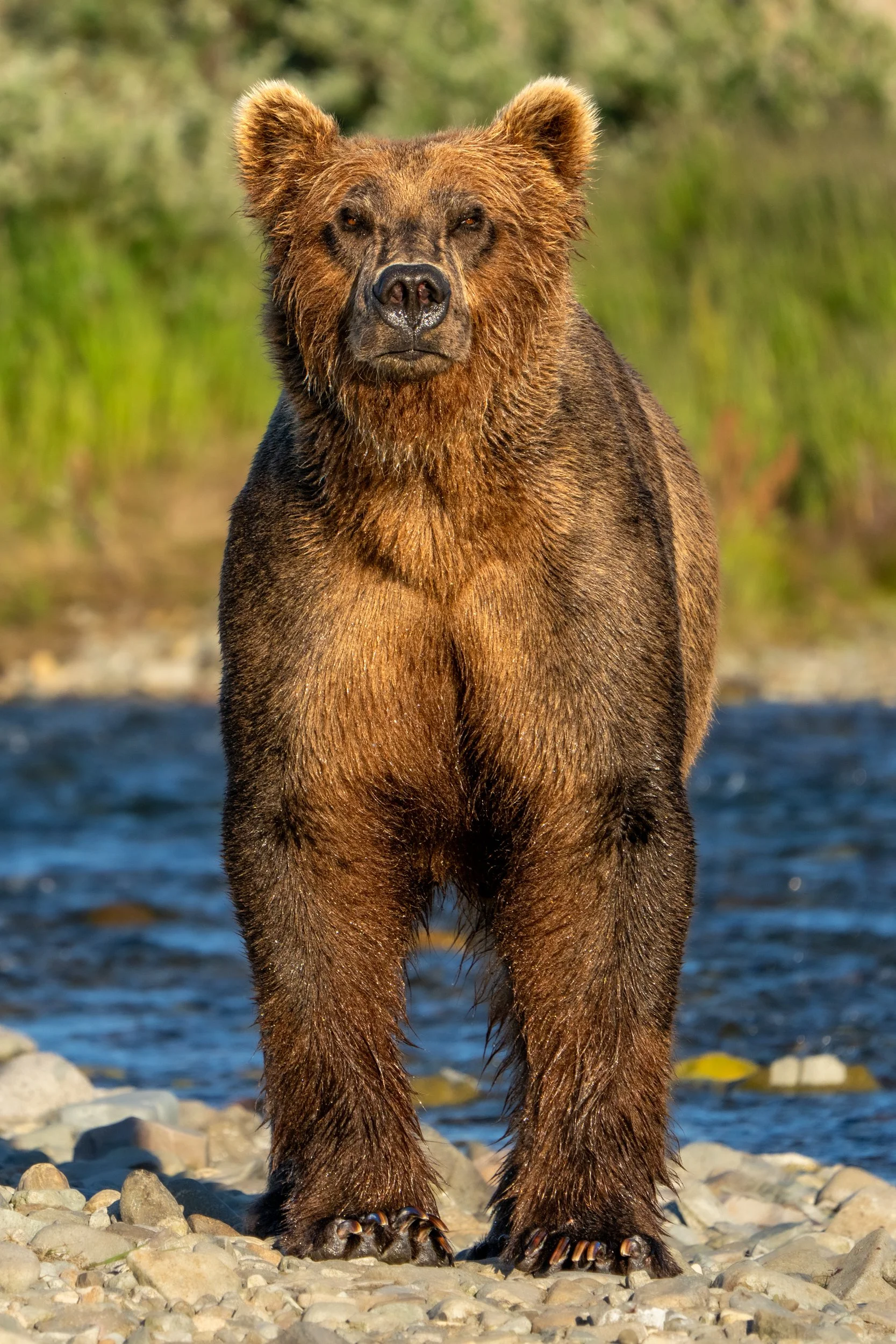 CoastalBrownBears-7940-AlexKent-Social.jpg