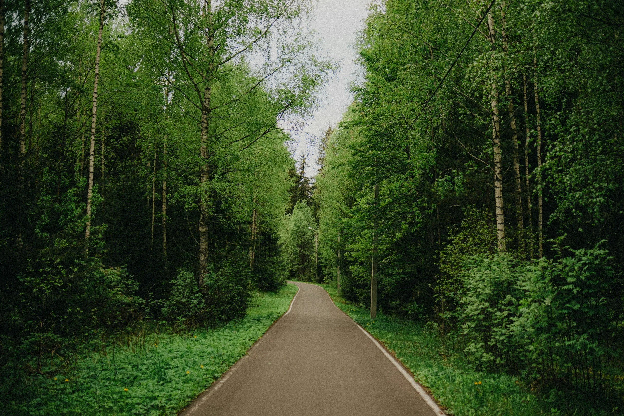 Walking path through a forest