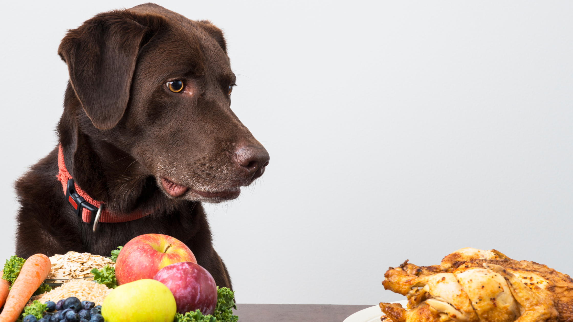 How to Teach “Leave It”: Mastering Impulse Control in Real-Life Situations