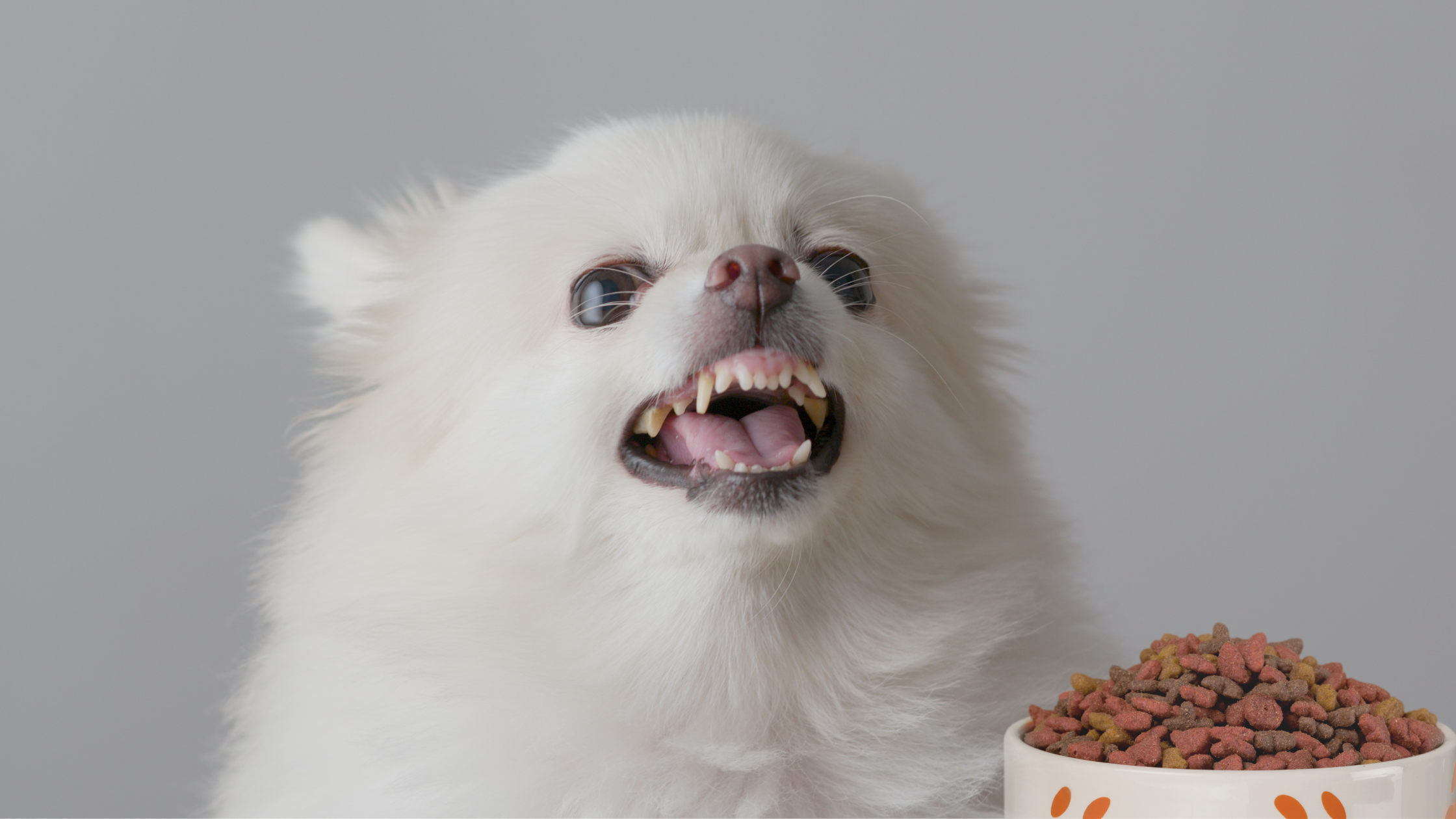 How to Stop Dog Food & Toy Aggression: Resource Guarding Tips