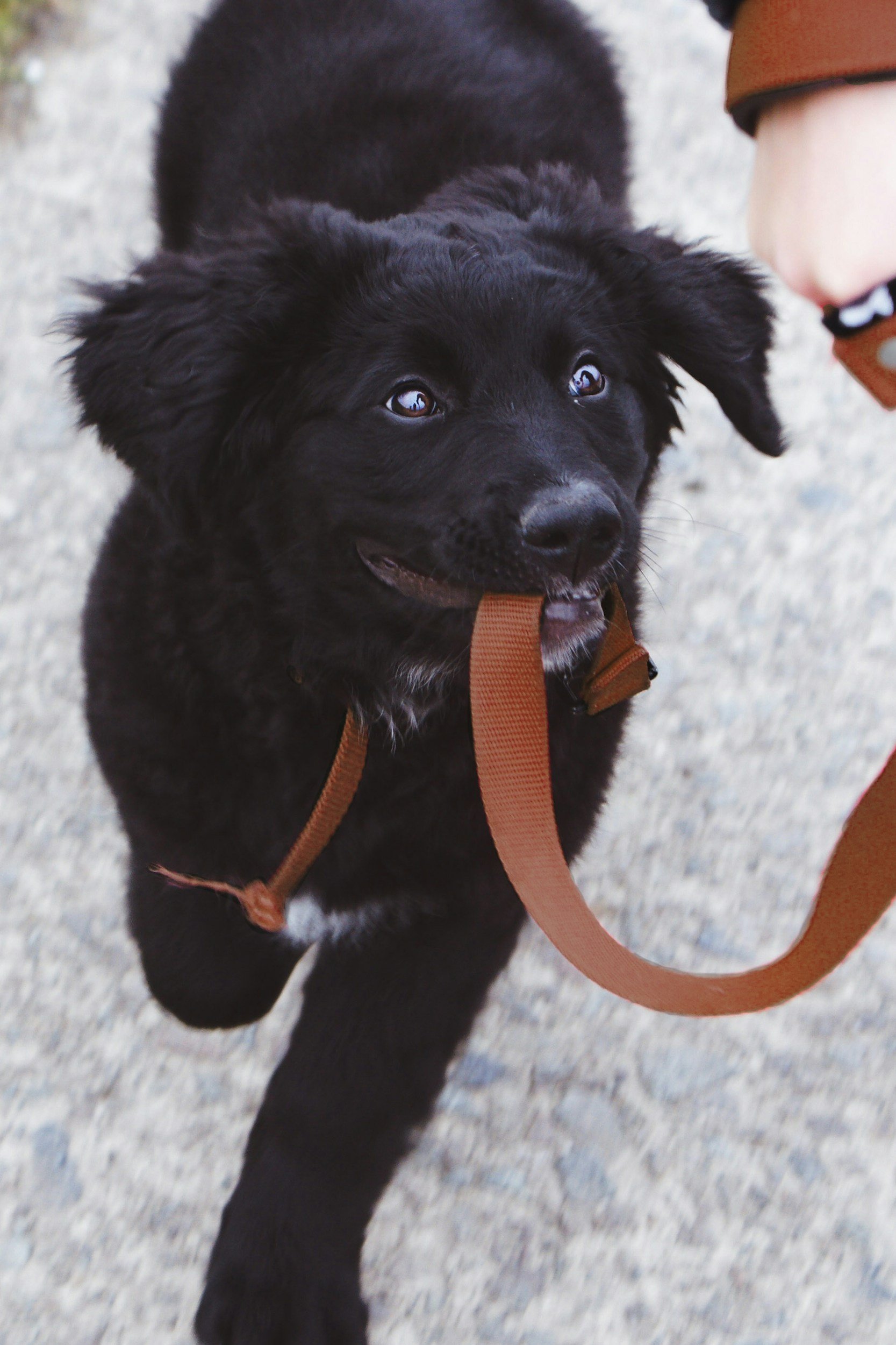 A puppy learning to walk on a leash in a private in-home puppy training lesson in Canton GA