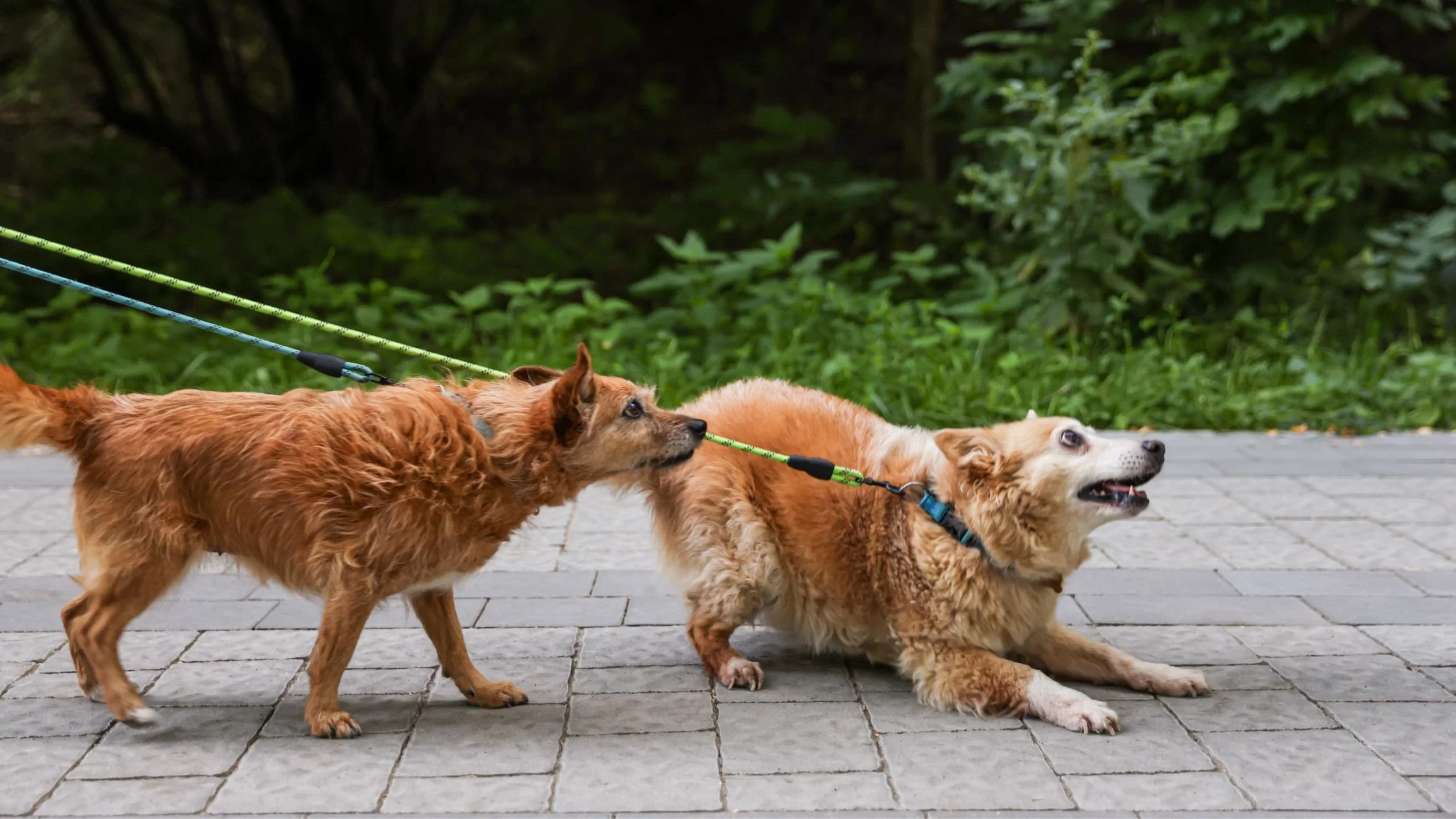 Why Spring Walks Can Make Your Dog Pull and React More on Leash (And What to Do)