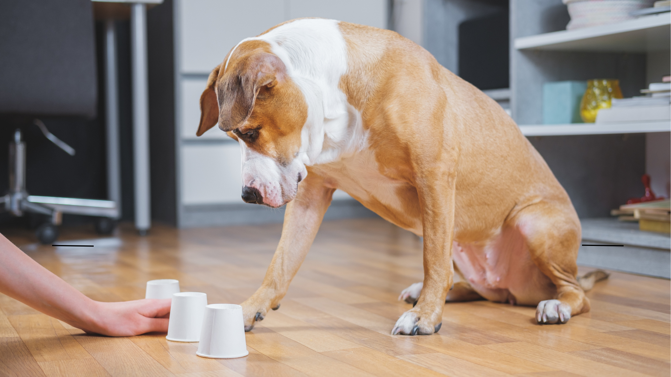 Best Dog Enrichment Toys: A Trainer’s Guide to Mental Stimulation & Calm Behavior