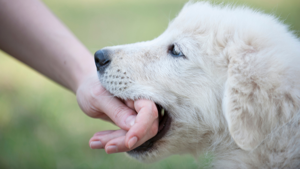 Image showcasing Puppy Biting & Nipping: How to Stop It Before It Becomes a Habit ...