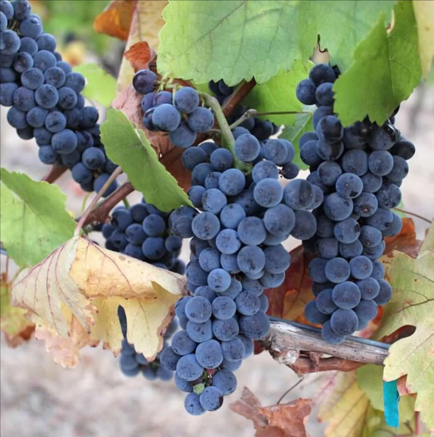 Screenshot 2024-01-26 at 10.35.33 AM.jpg