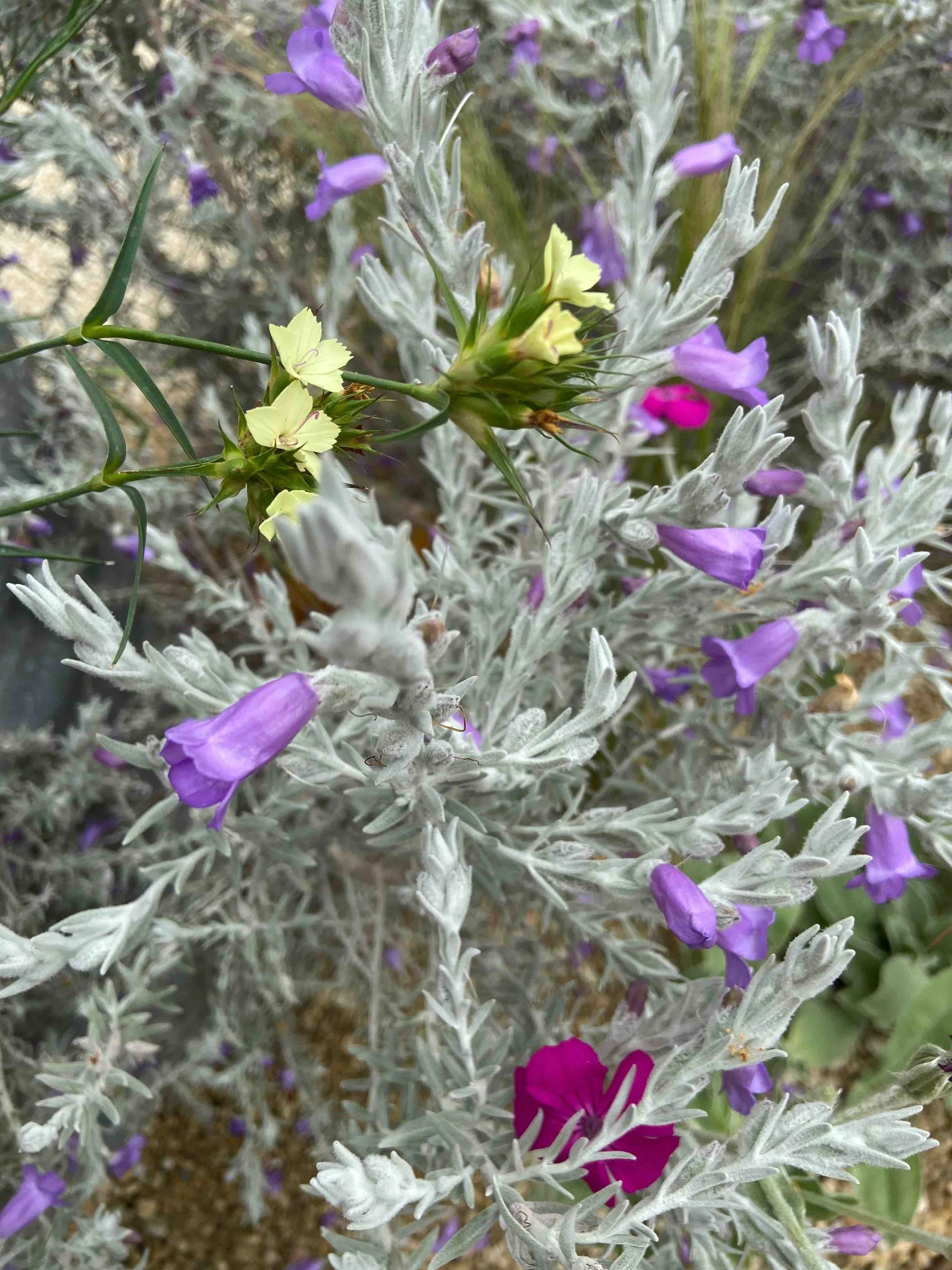 Bright planting combinations by Melanie Hick 