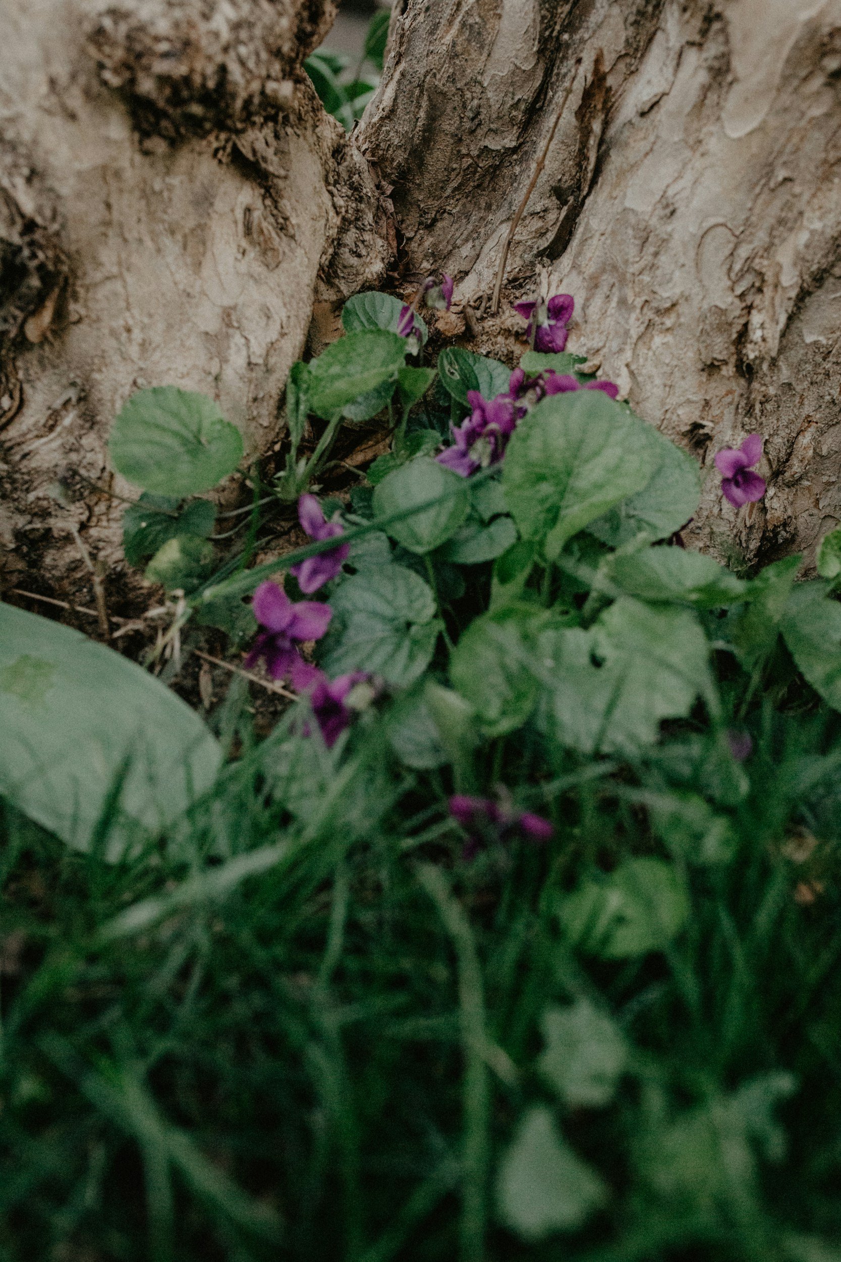 Close-up of small purple flowers and green leaves growing at the base of a tree trunk.