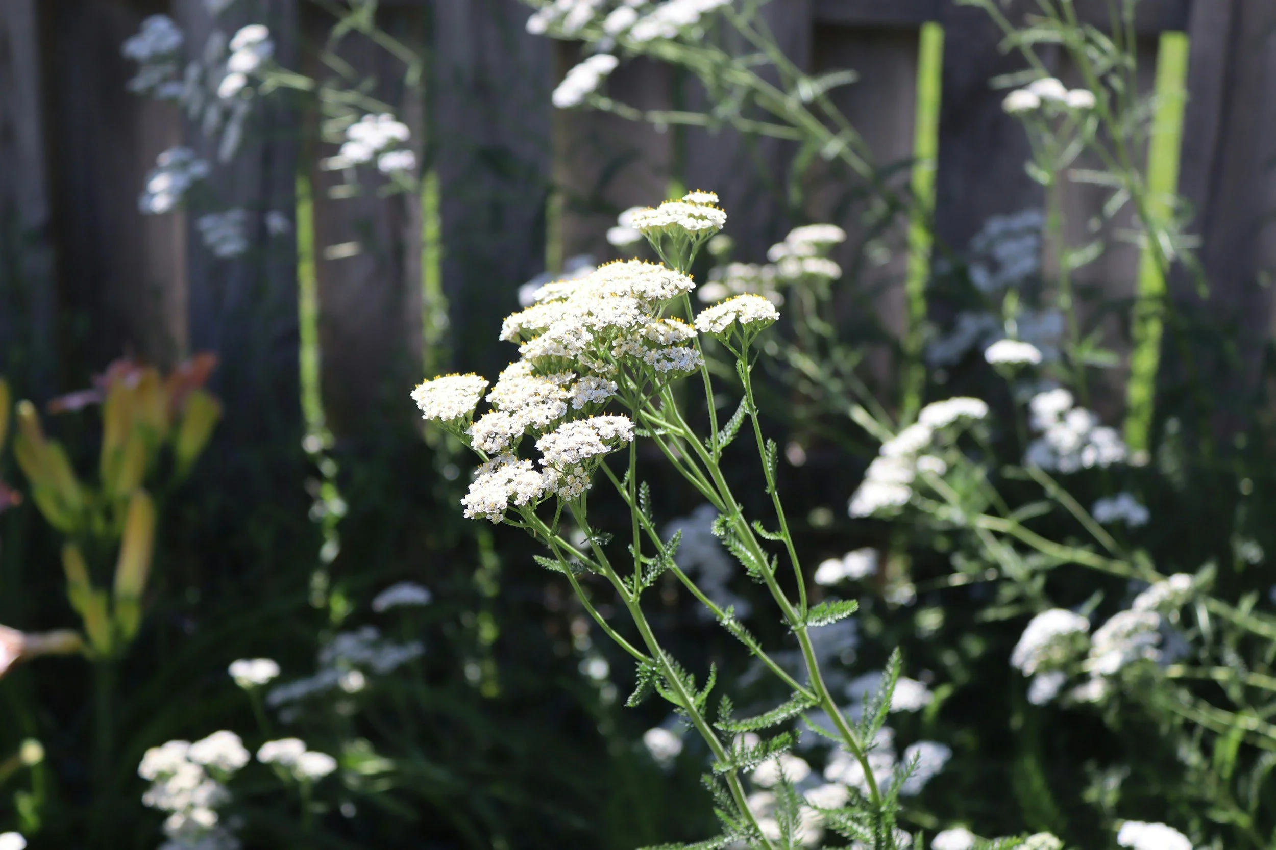 White flowering plant in a garden with a wooden fence in the background.