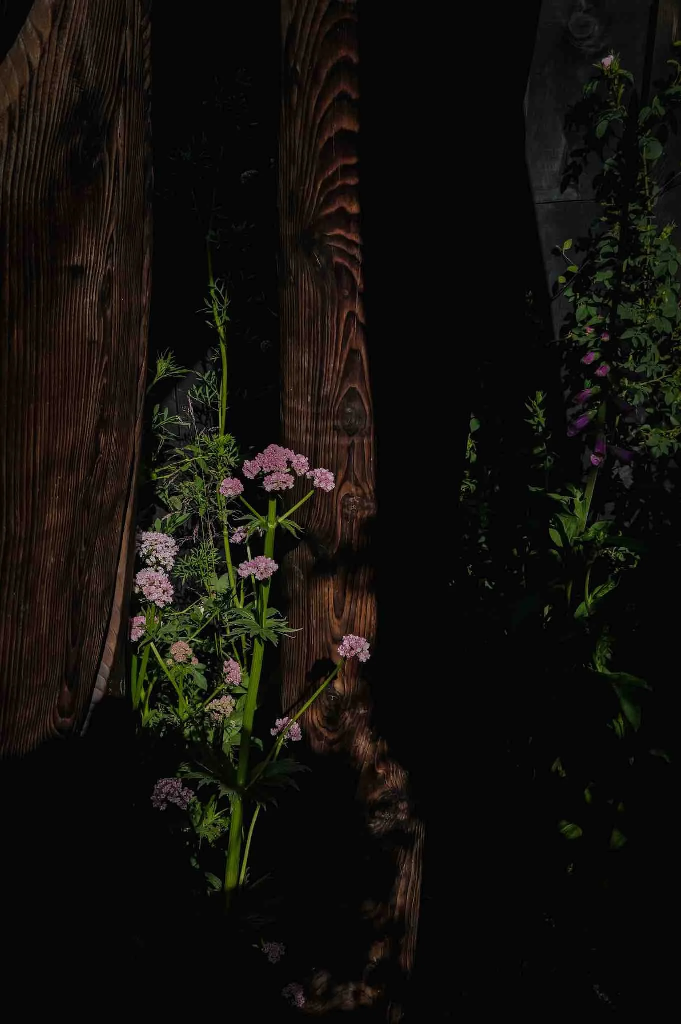 Melanie Hick's Nocturnal Garden Photo credit: Ros Atkinson