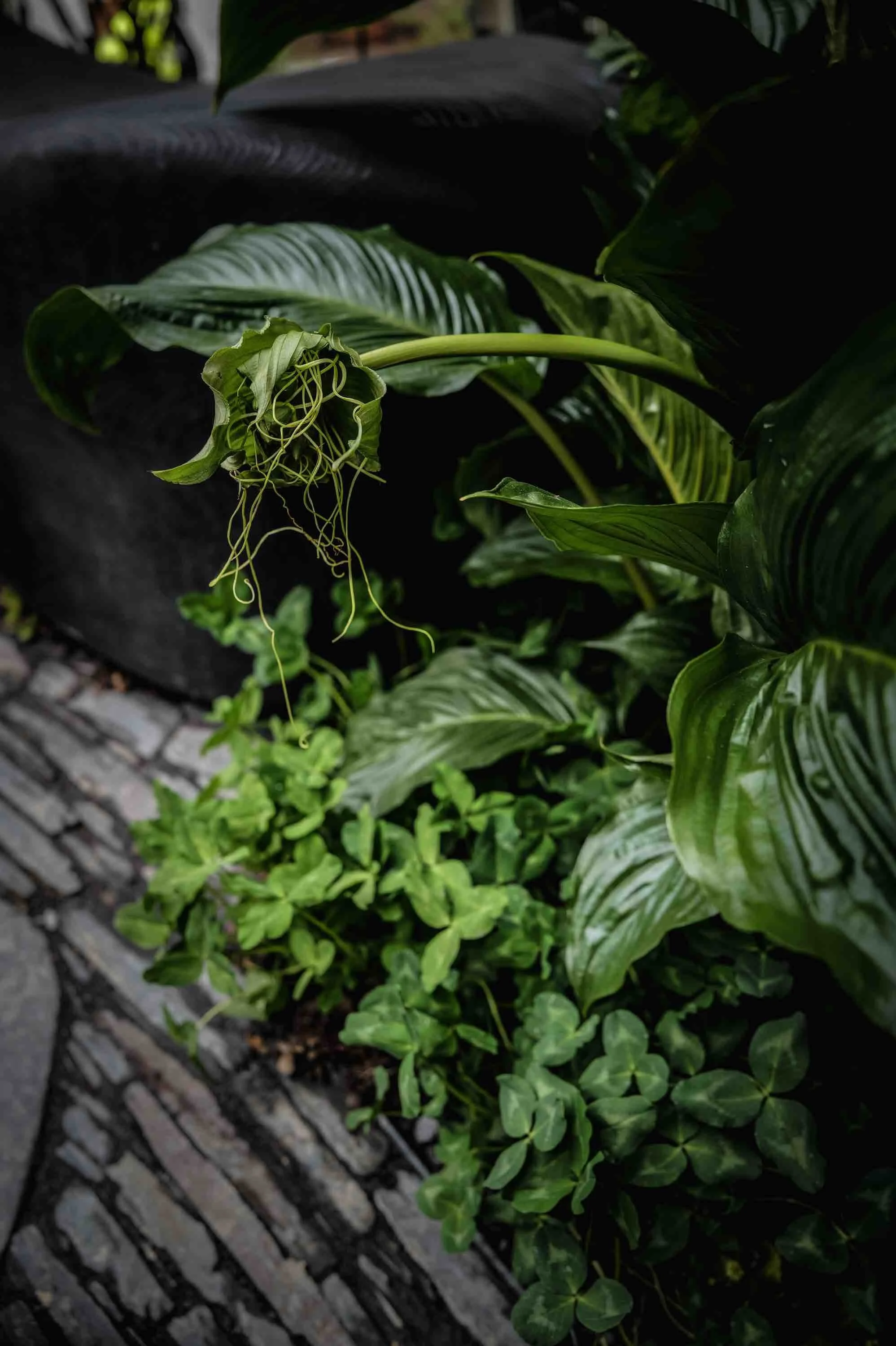 Melanie Hick's Nocturnal Garden Photo credit: Ros Atkinson