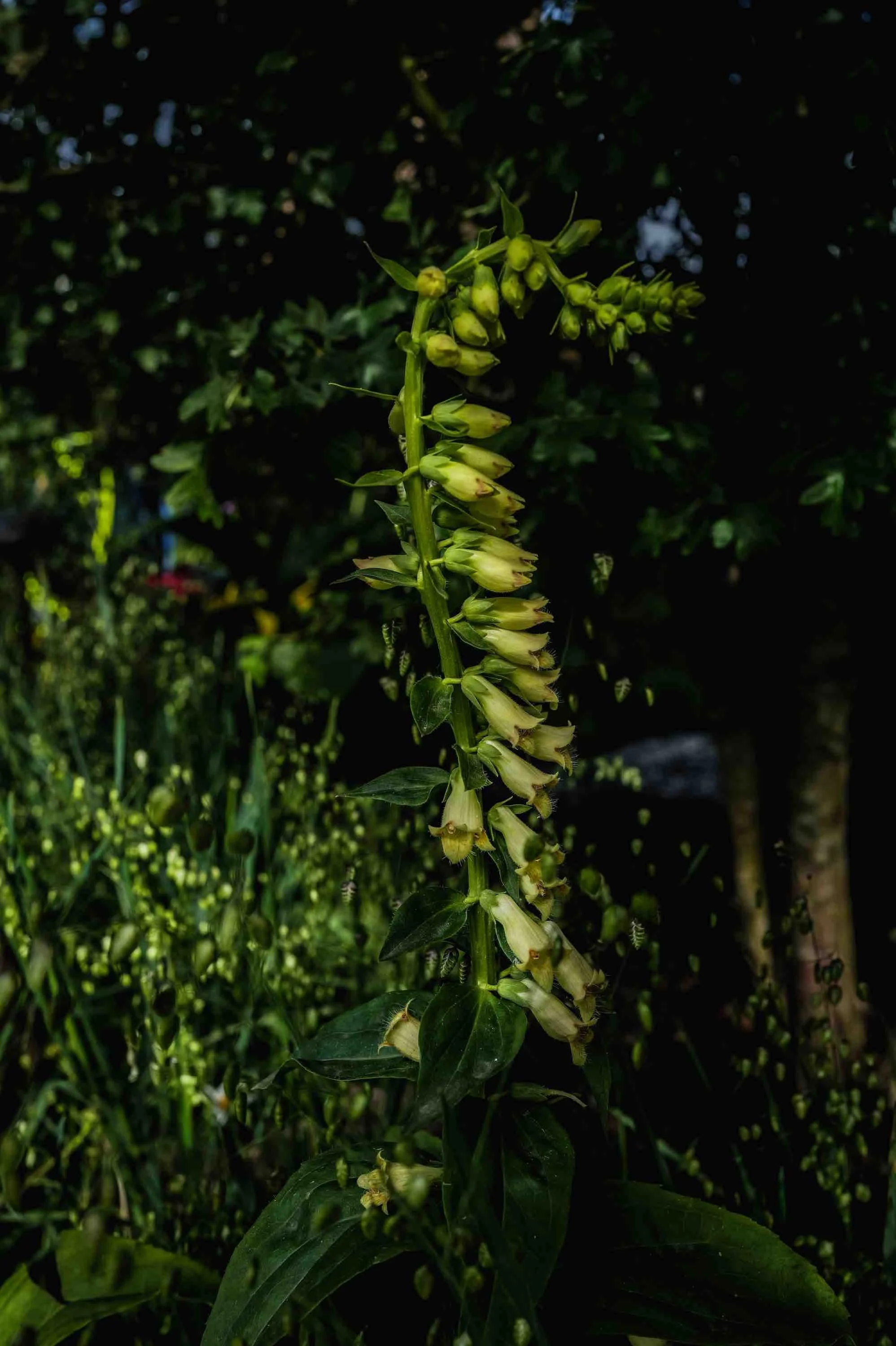 Melanie Hick's Nocturnal Garden Photo credit: Ros Atkinson