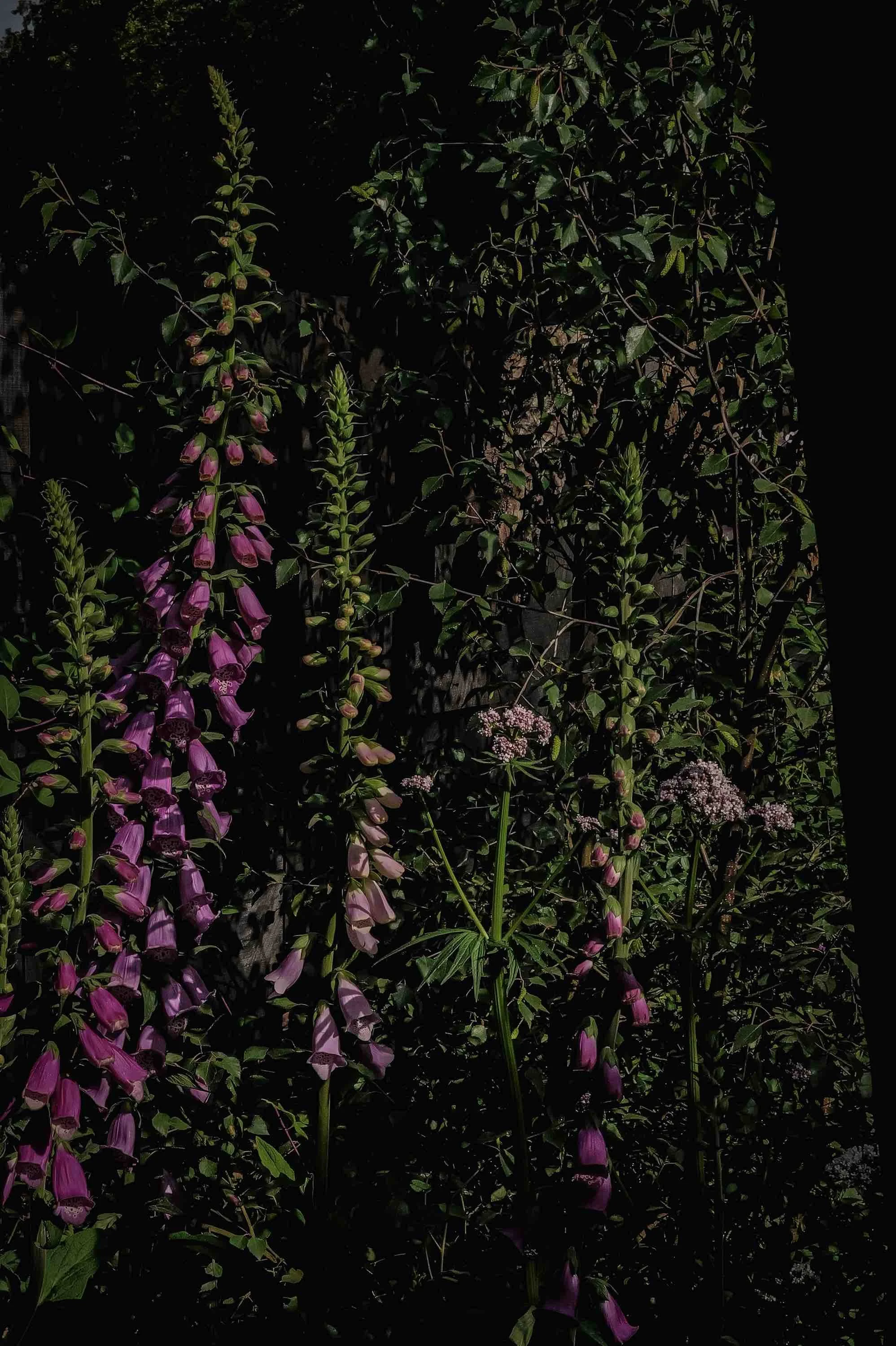 Melanie Hick's Nocturnal Garden Photo credit: Ros Atkinson