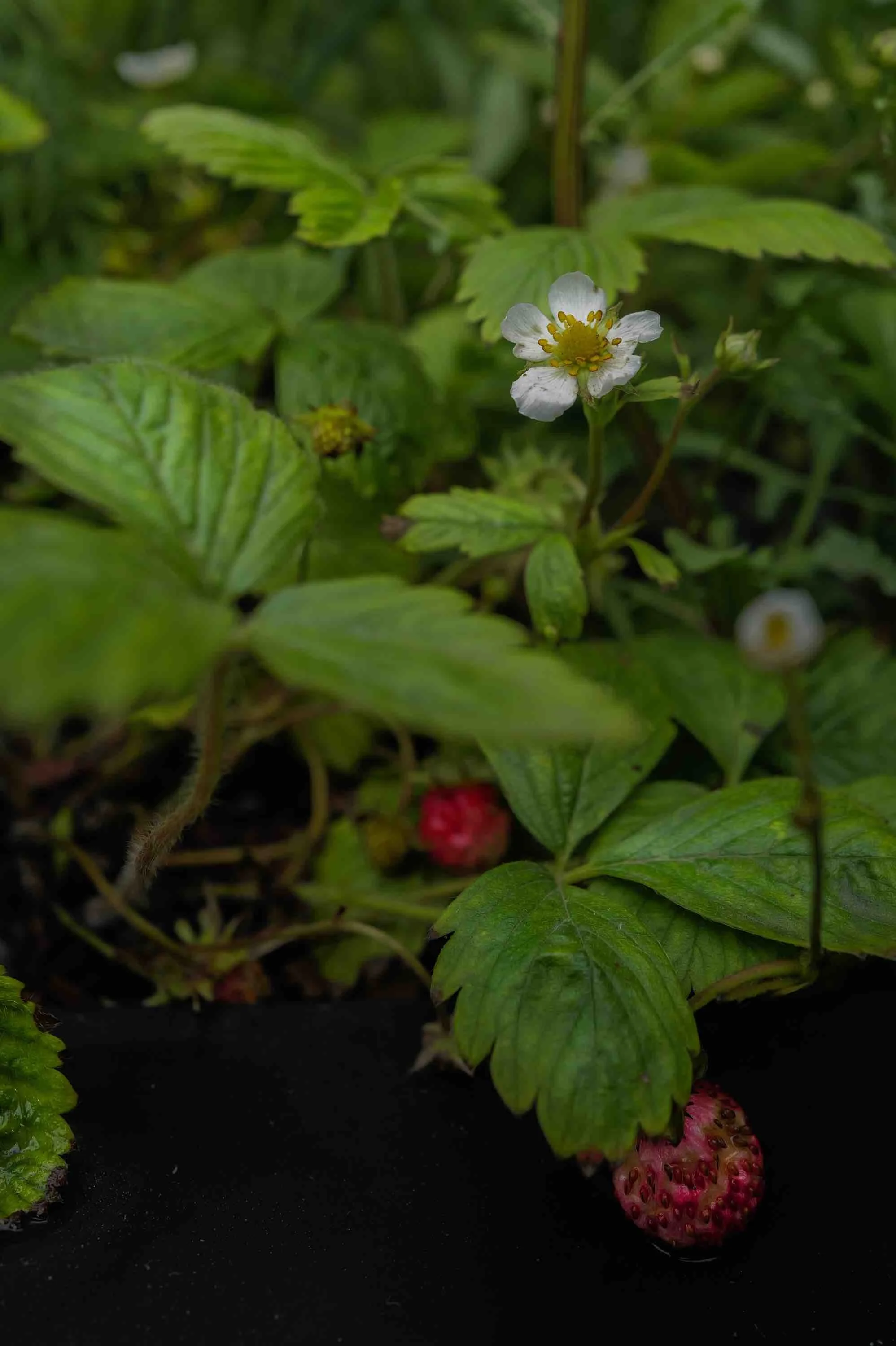 Melanie Hick's Nocturnal Garden Photo credit: Ros Atkinson