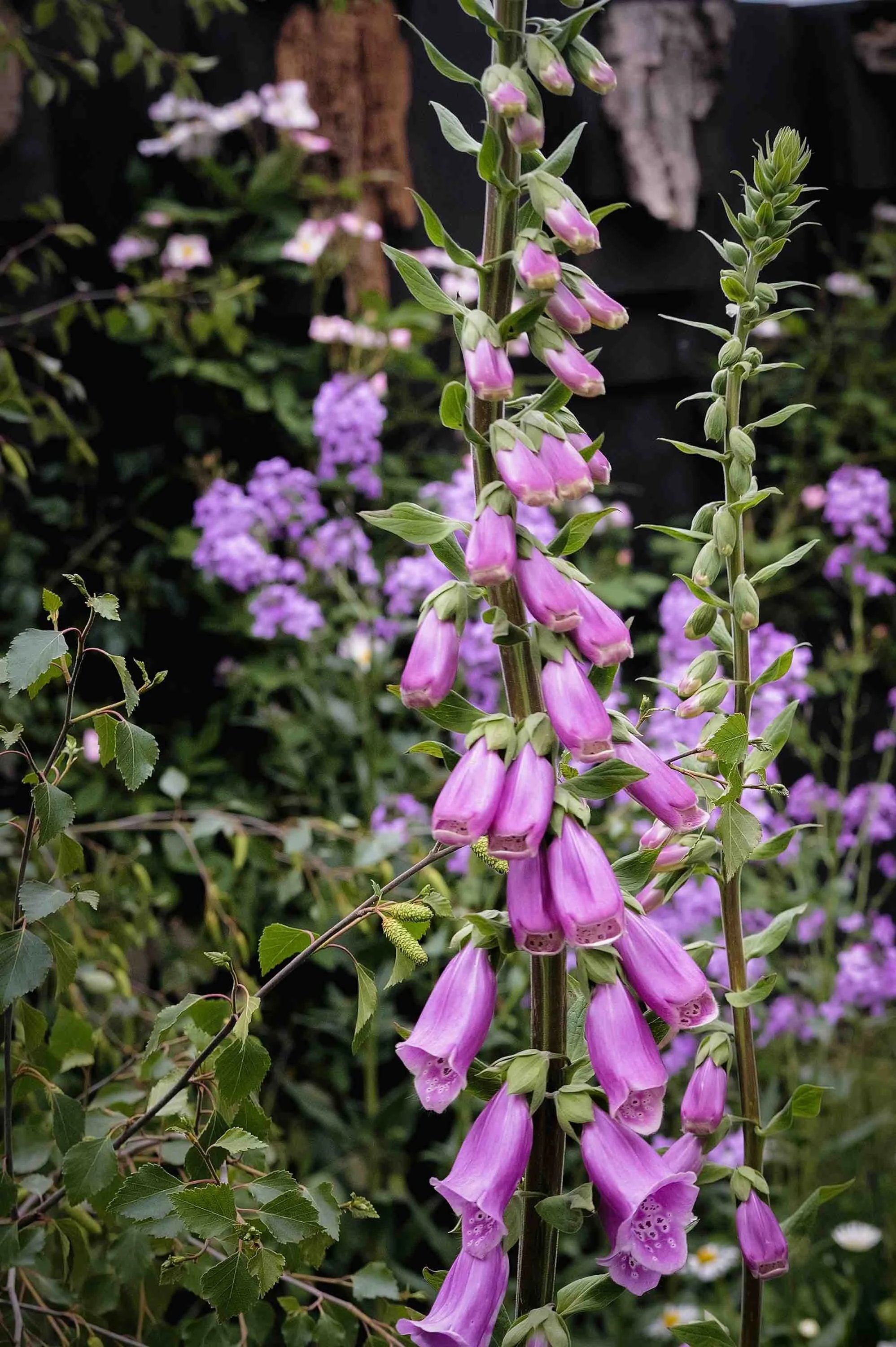 Melanie Hick's Nocturnal Garden Photo credit: Ros Atkinson