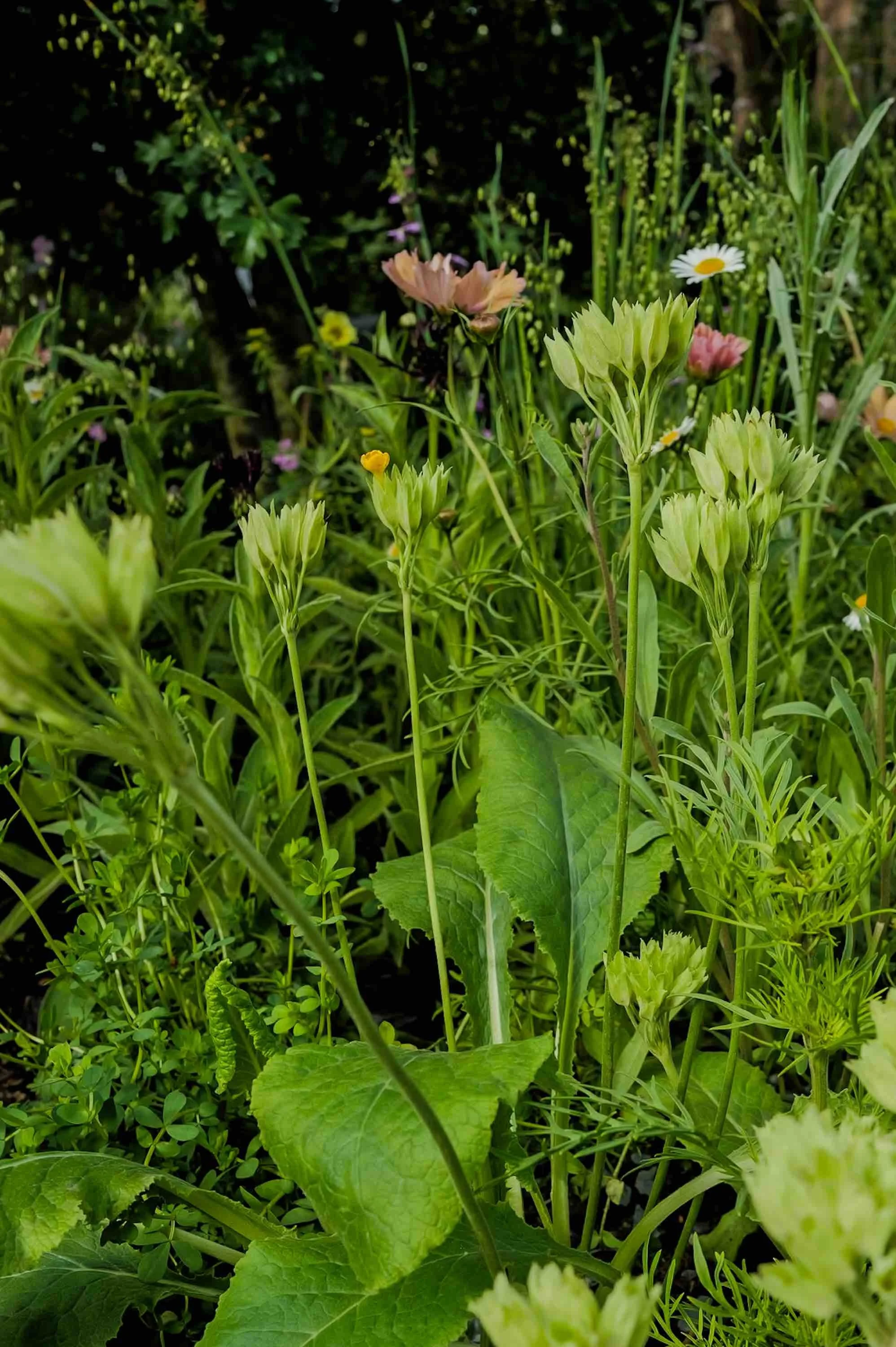 Melanie Hick's Nocturnal Garden Photo credit: Ros Atkinson