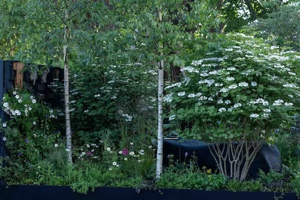 A lush green garden with trees, bushes, and white flowers, with a black car partially visible behind the foliage.