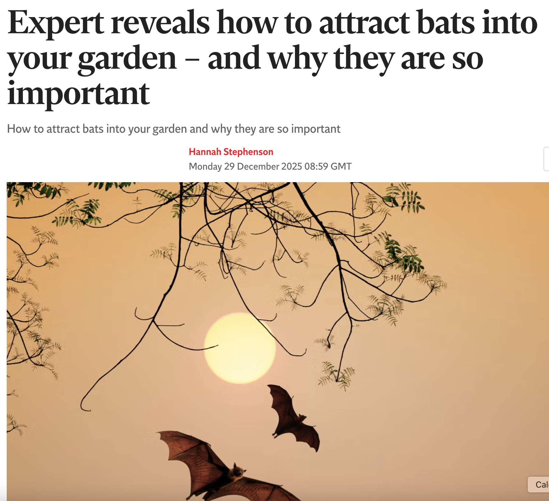 Flying foxes in Australia demonstrate the power of your garden at night.