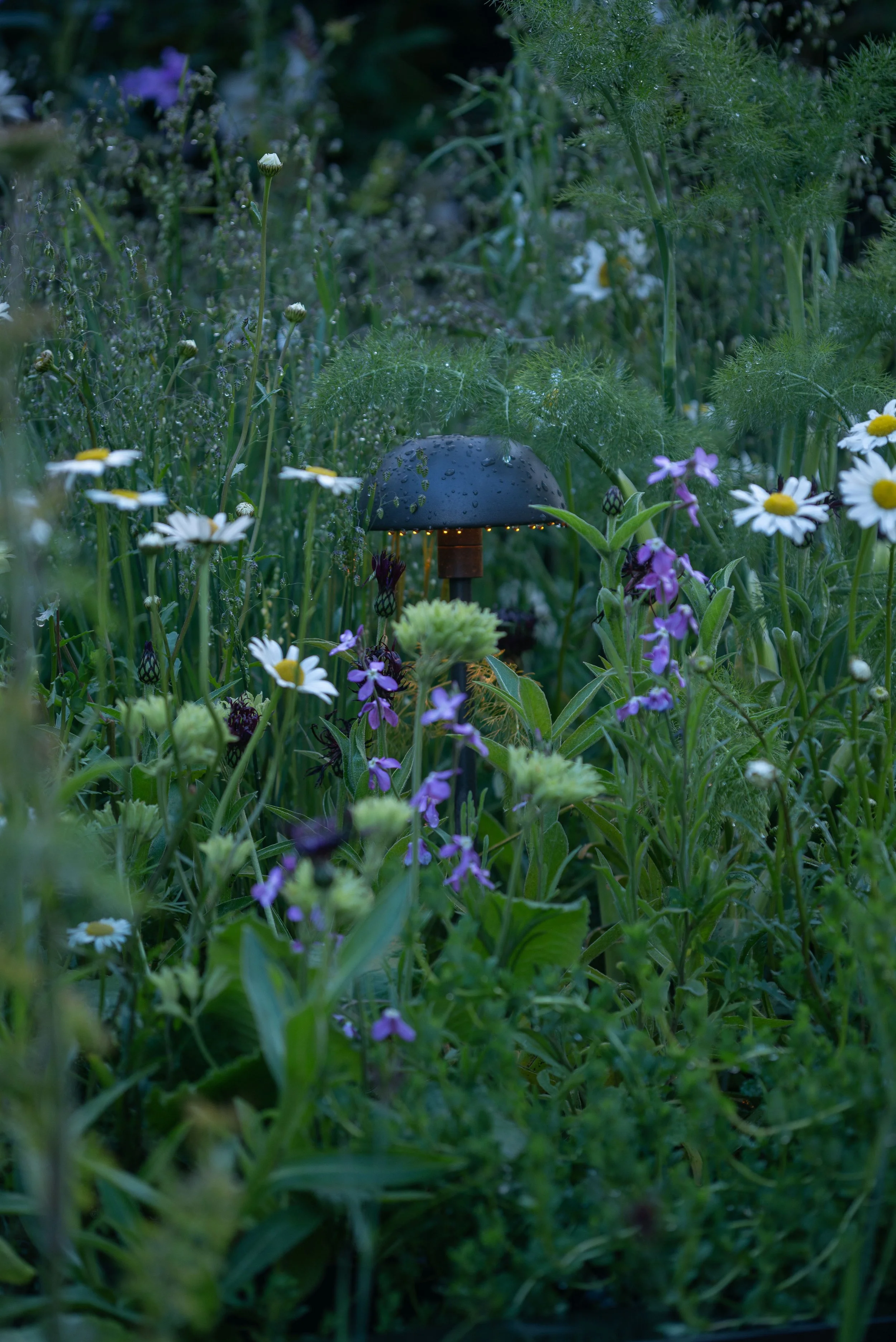 Oxeye daisies on Melanie Hick's Chelsea garden