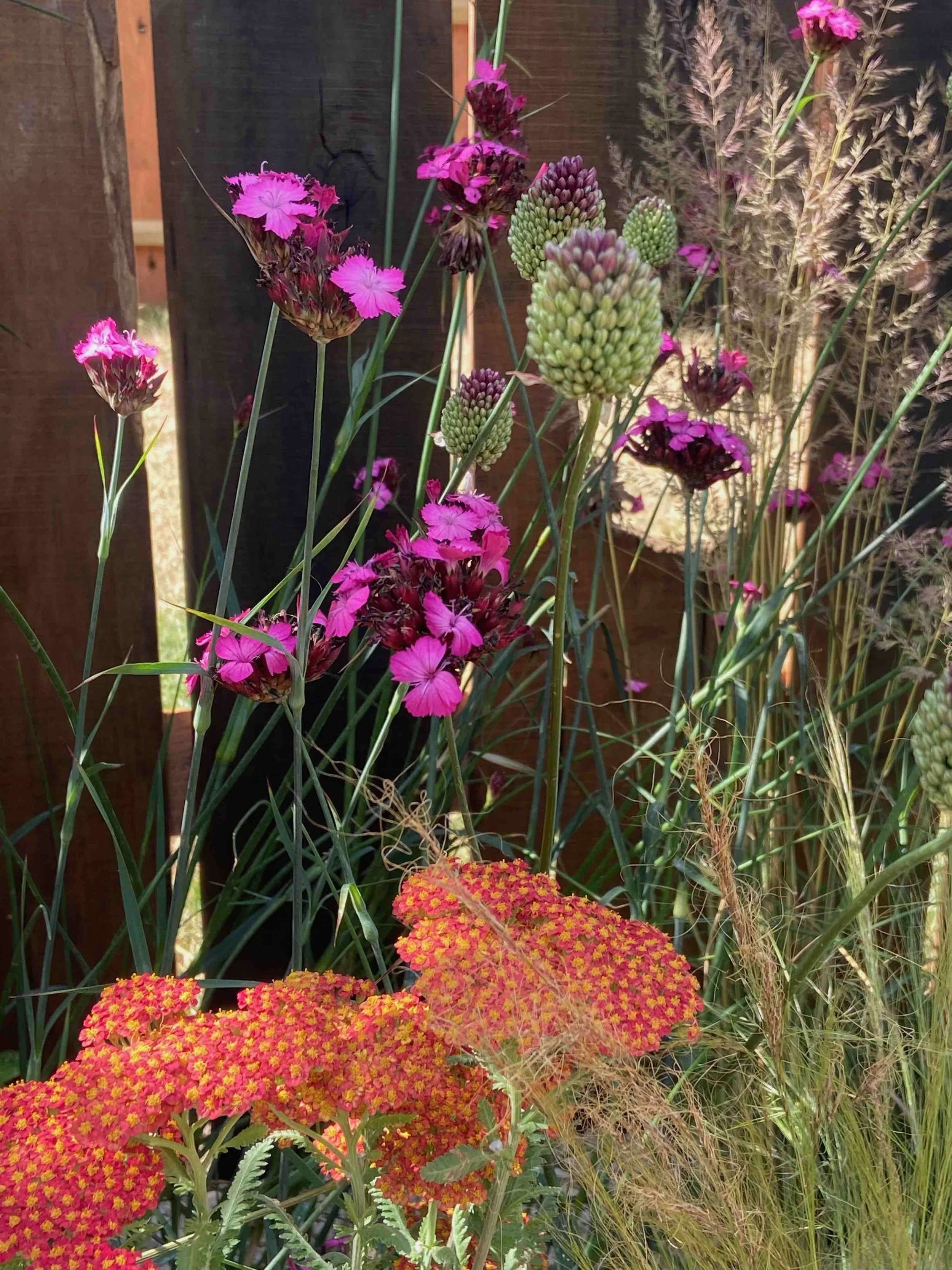 Bright orange and pink planting combination