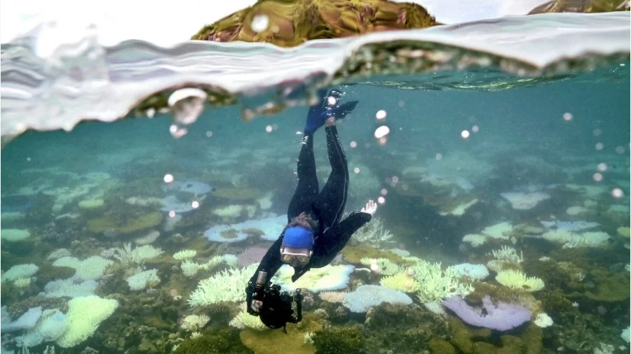 Increasingly Frequent Ocean Heat Waves Trigger Mass Die-Offs of Sealife, and Grief in Marine Scientists