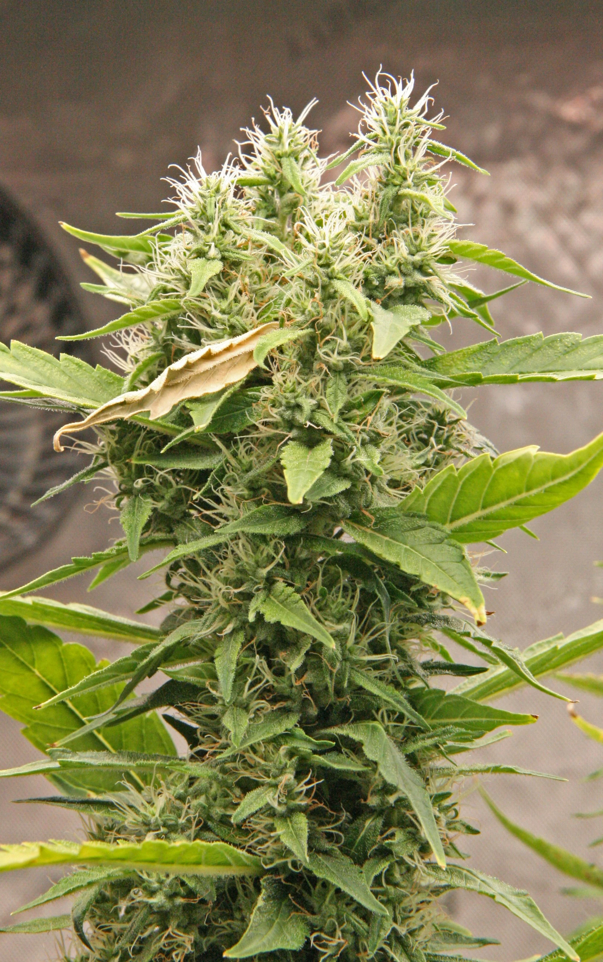 Test Strain - G13 Haze Live Buds - 7933.JPG