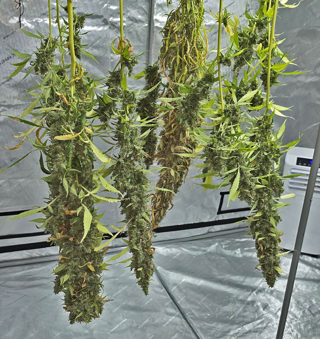 PU-G13 Haze test strain- 2025-07-20-102251_007.jpeg