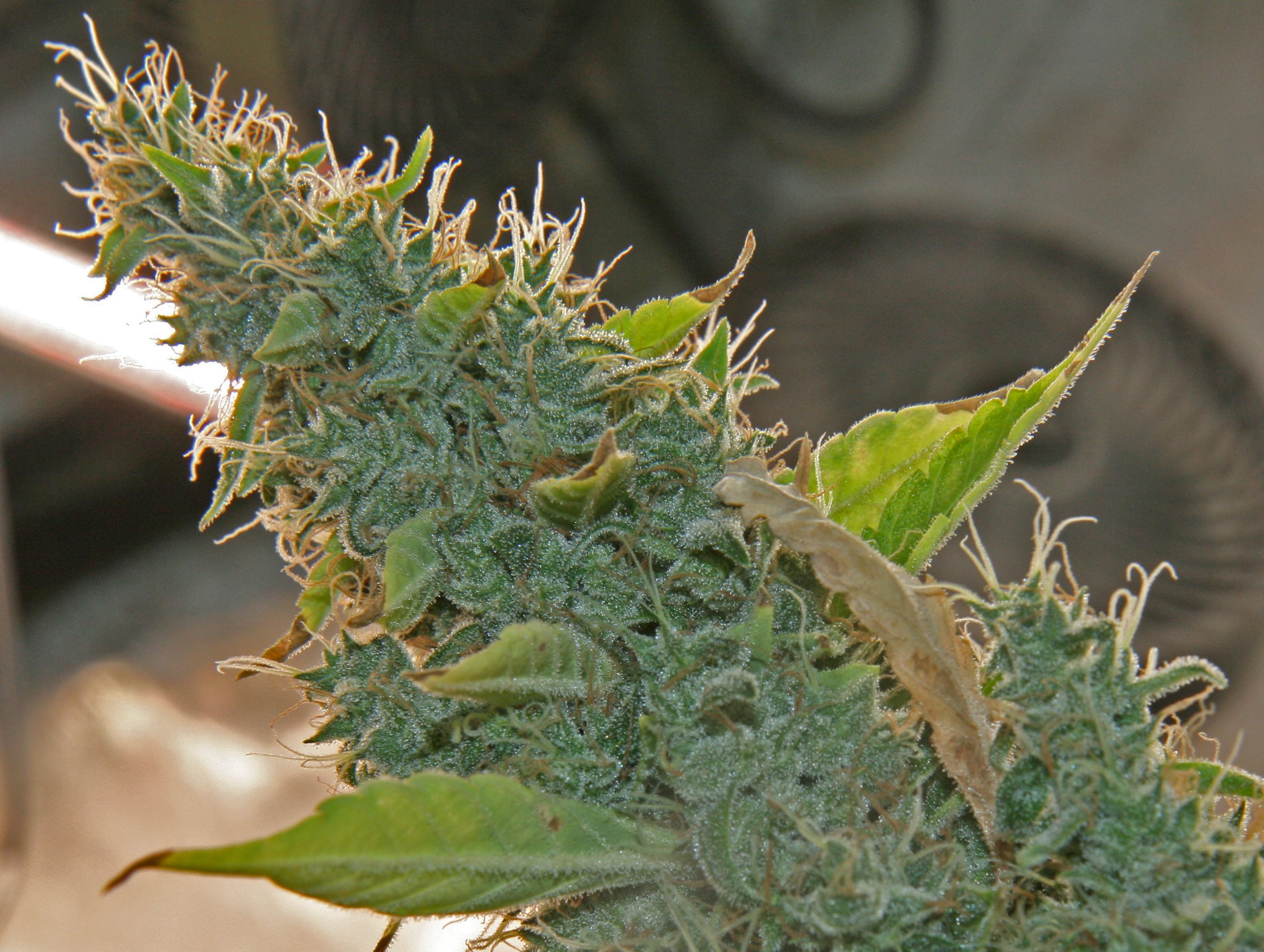 Test Strain - G13 Haze Live Buds - 7993.JPG
