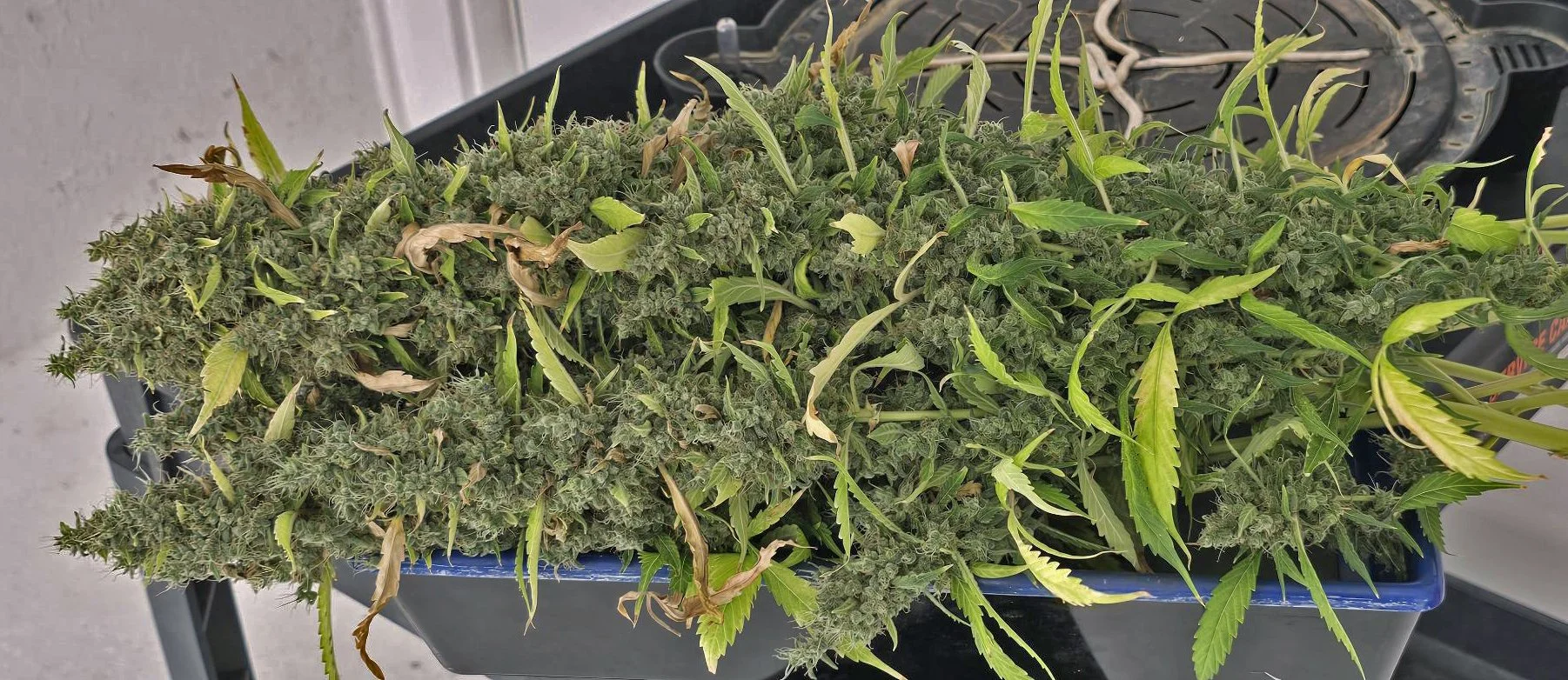 PU-G13 Haze test strain- 2025-07-20-102251_003.jpeg